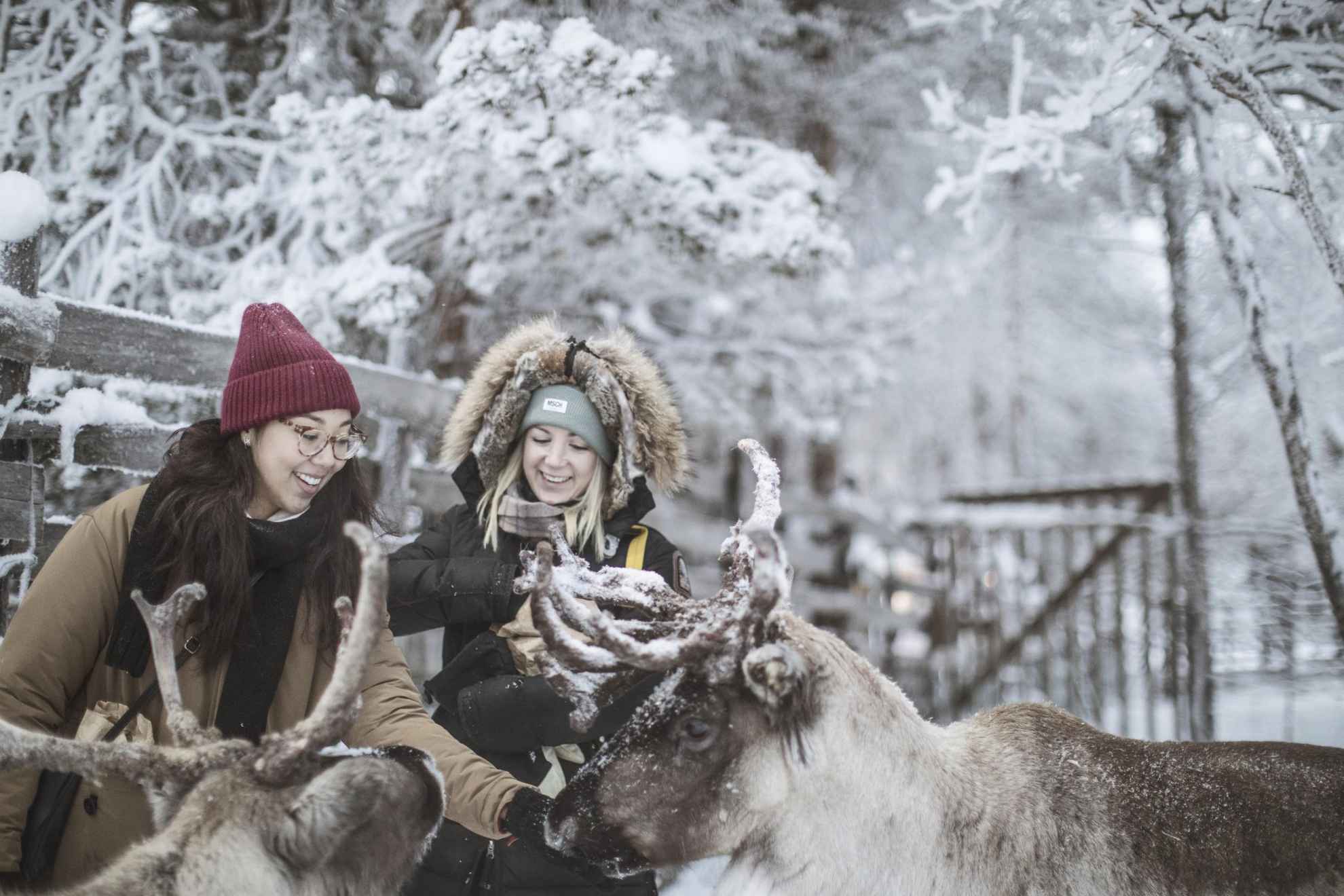 Zwei Personen füttern Rentiere in Schwedisch Lappland.