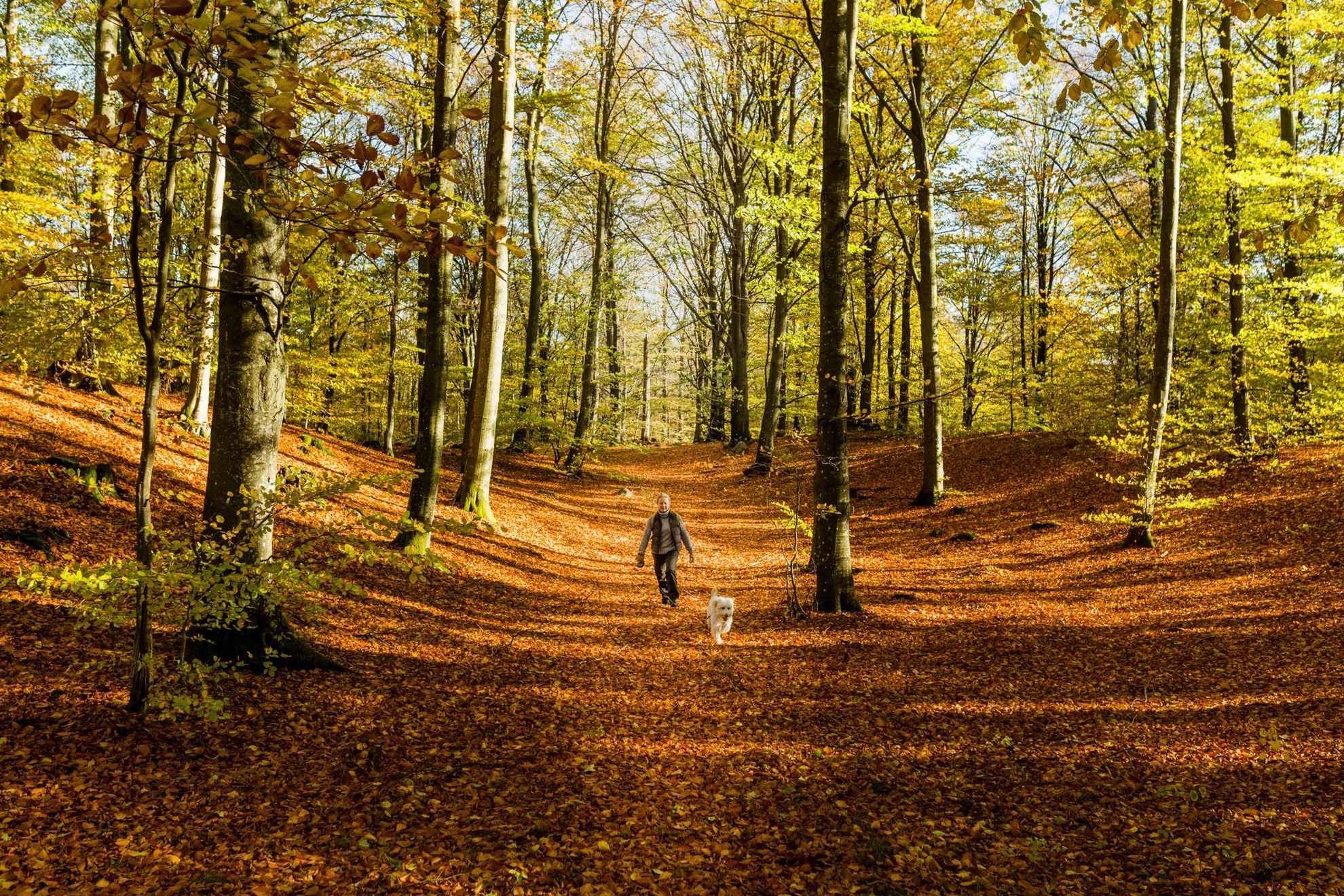 Eine Person wandert mit ihrem Hund an der Leine durch den Wald. Der Boden ist von orangenem Herbstlaub bedeckt.