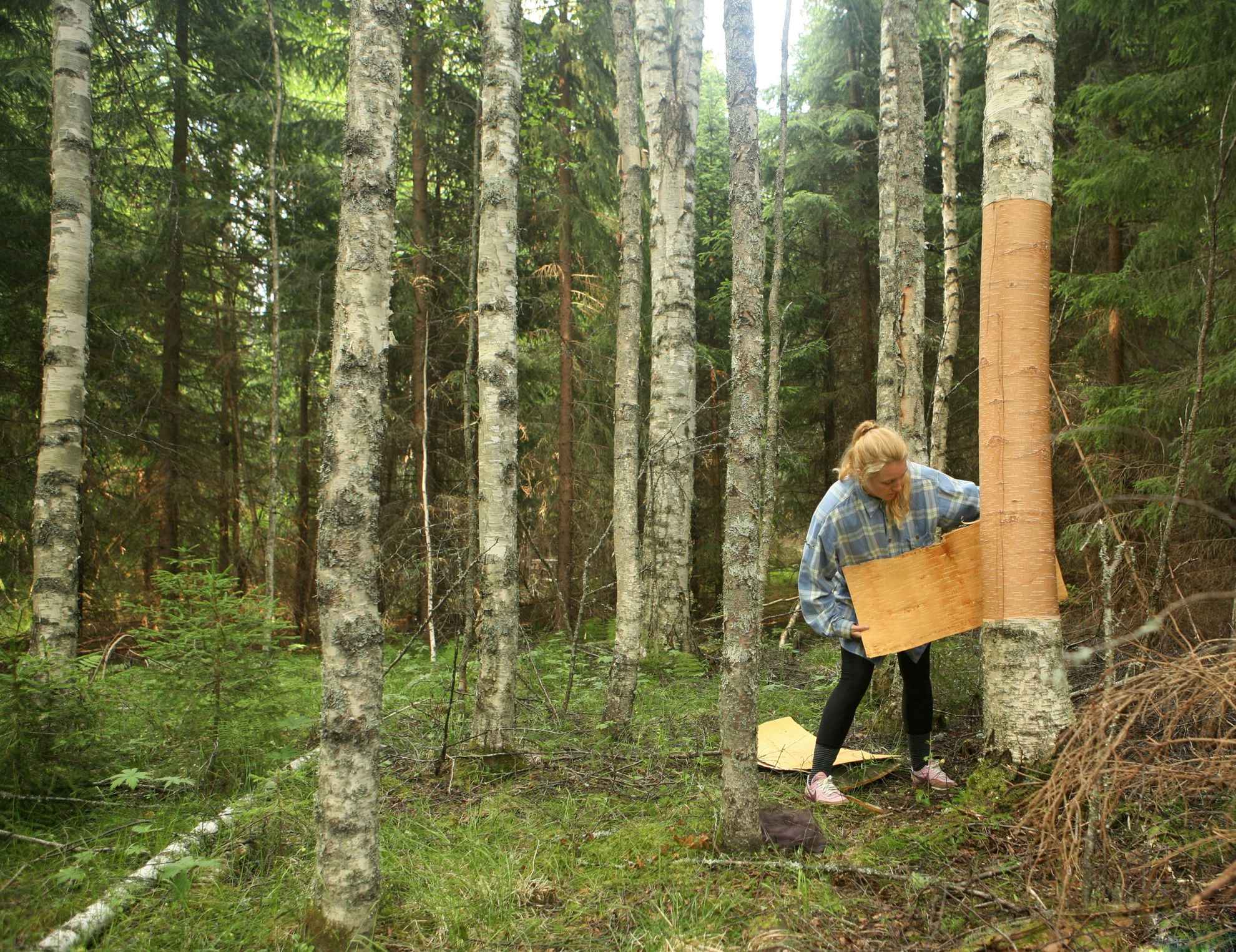 Ina  lush forest, a woman is tearing bark from a birch tree.