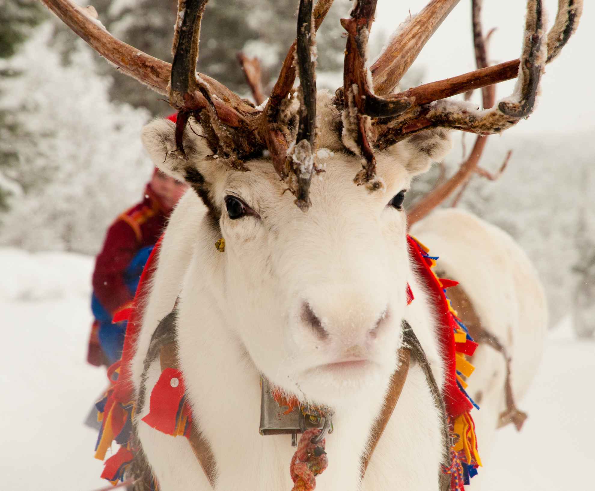 Ein weißes Rentier steht im Schnee. Es hat ein samisches Geschirr umgebunden und zieht damit einen Schlitten.