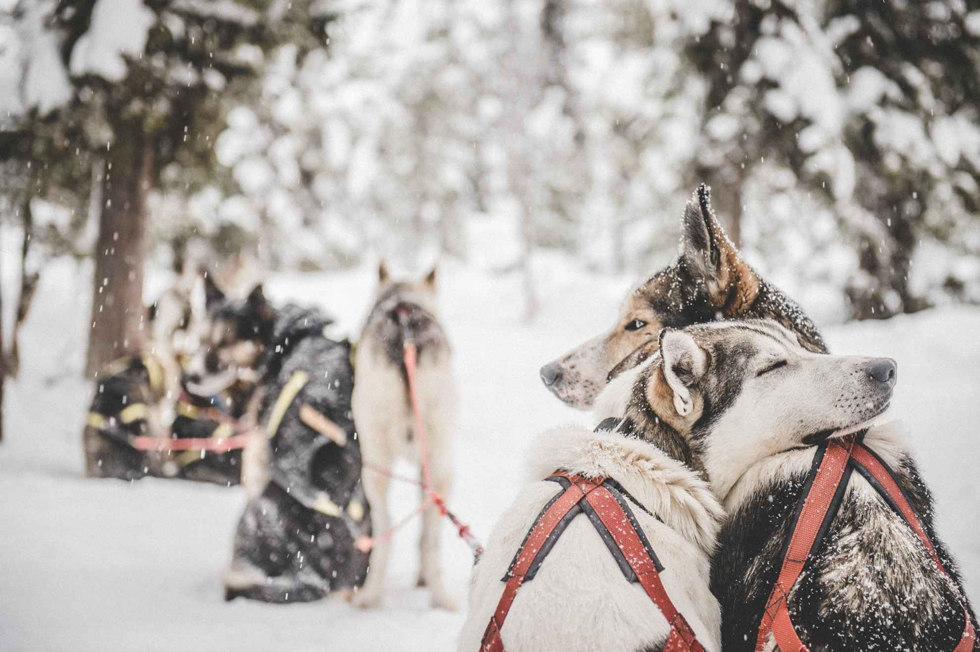 Schlittenhunde in Schwedisch Lappland in einer verschneiten Winterlandschaft