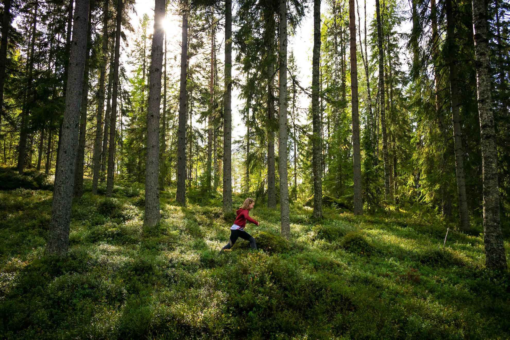 Ein Kind geht durch einen Blaubeerwald. Sonne scheint durch die Bäume.