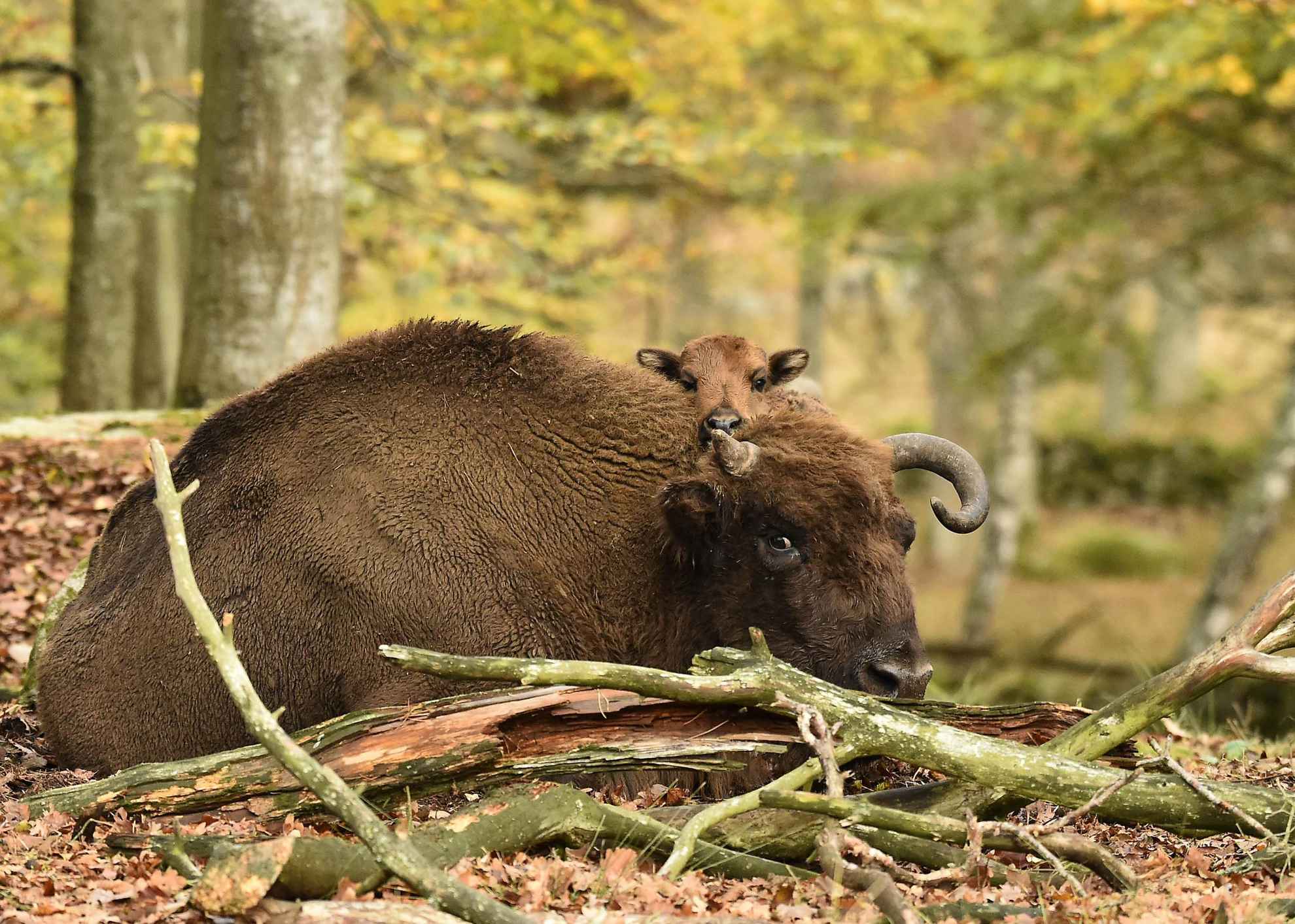 Europäischer Bison in Eriksberg, Blekinge