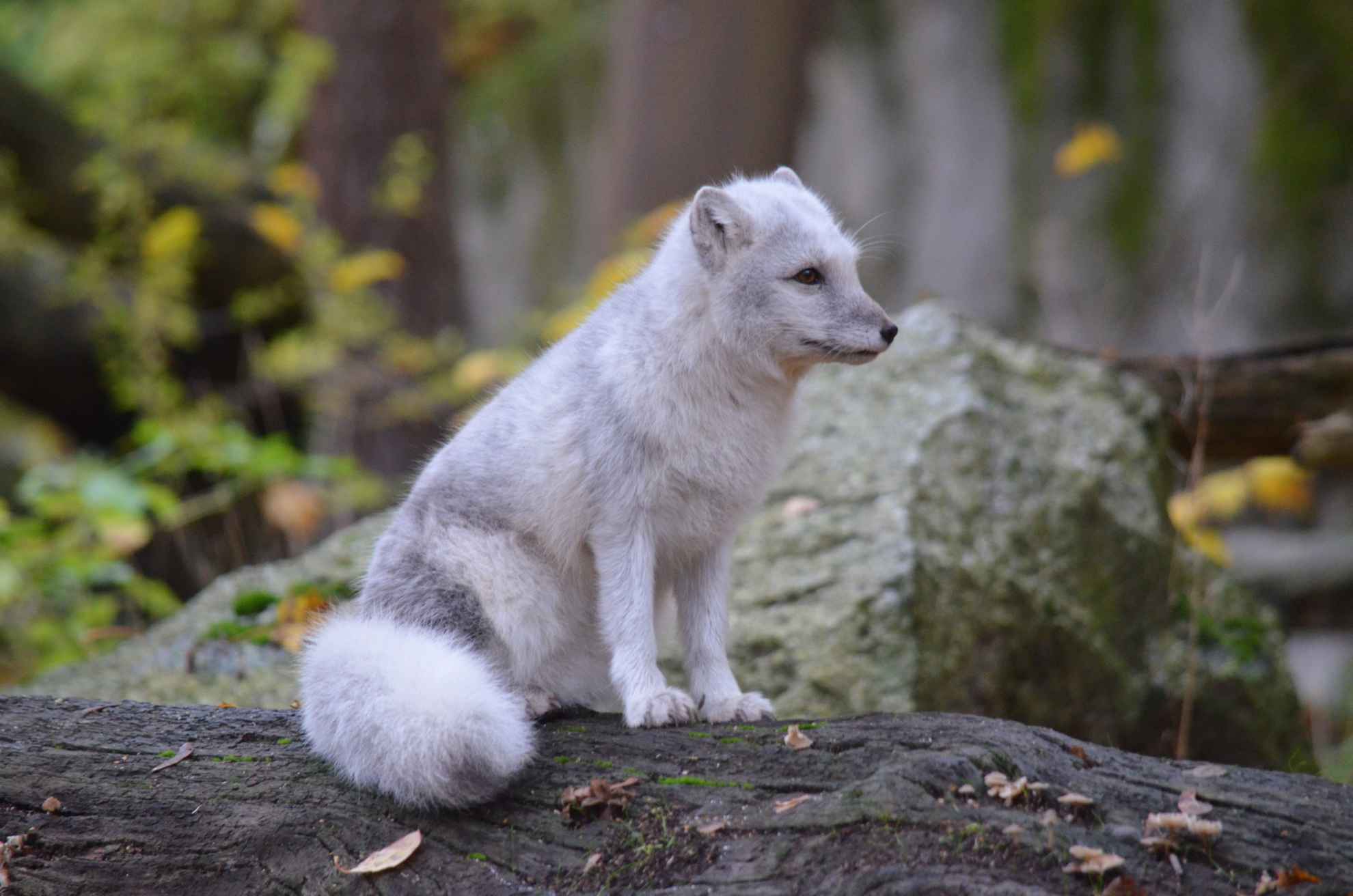 Polarfuchs, der auf einem Holzscheit sitzt, mit einem grauen Stein im Hintergrund.