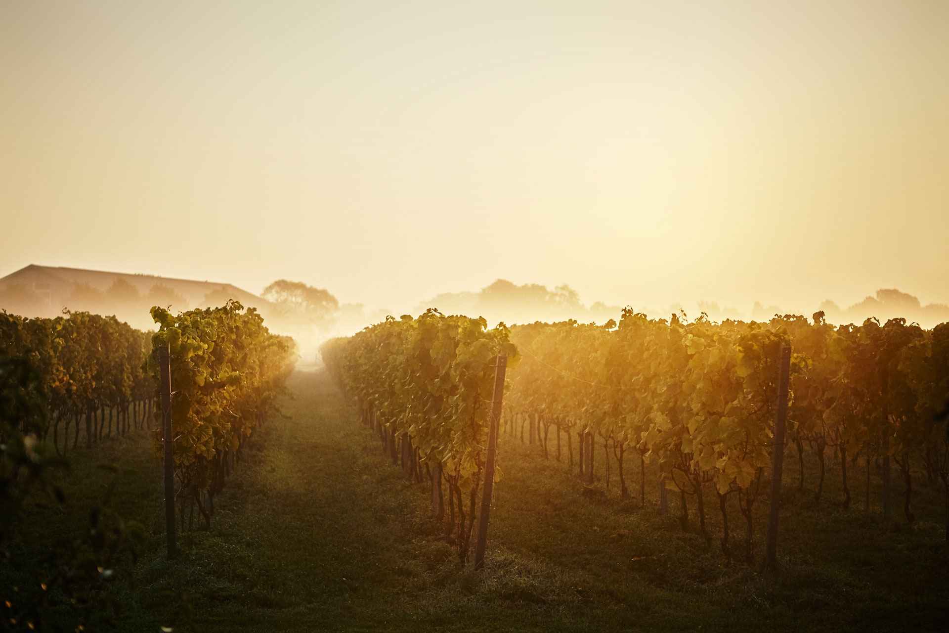 Grapevines at dusk with a hint of mist in the air and a house in the background.