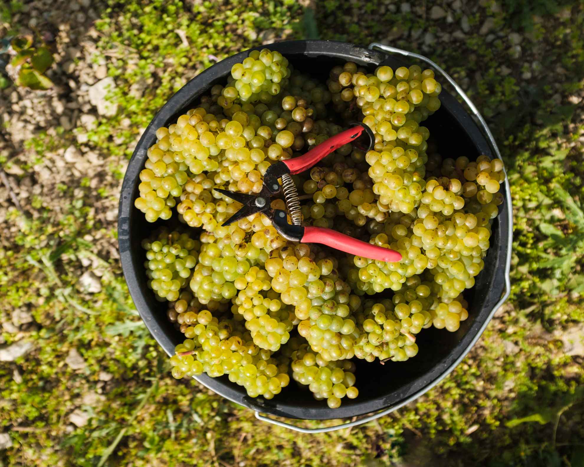 Green grapes in a black bucket with wire cutters on top.