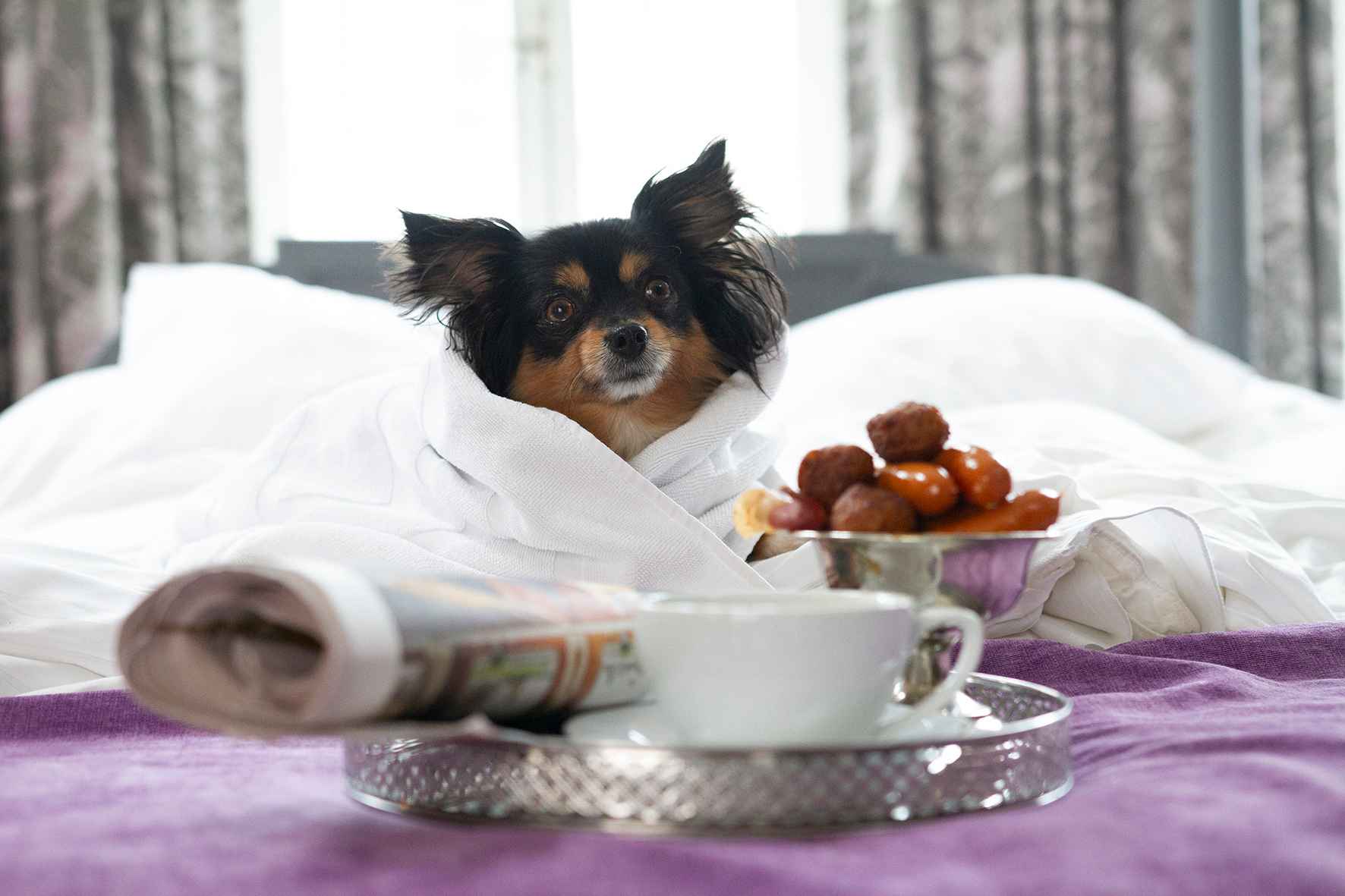 Ein kleiner Hund sitzt bequem in Bettwäsche eingewickelt auf einem Hotelbett. Vor dem Hund stehen eine Schüssel mit Würstchen und ein Tablett mit einer Kaffeetasse und einer Zeitung.
