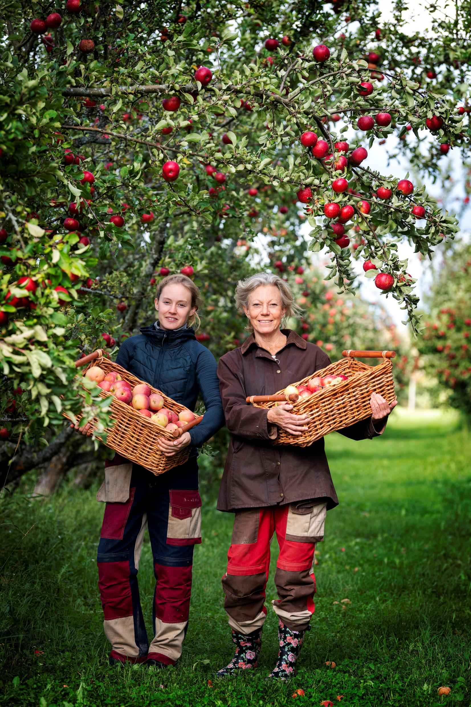 Mutter und Tochter von Köpings Musteri halten Körbe voller roter Äpfel. Sie stehen draußen in ihren Apfelplantagen.