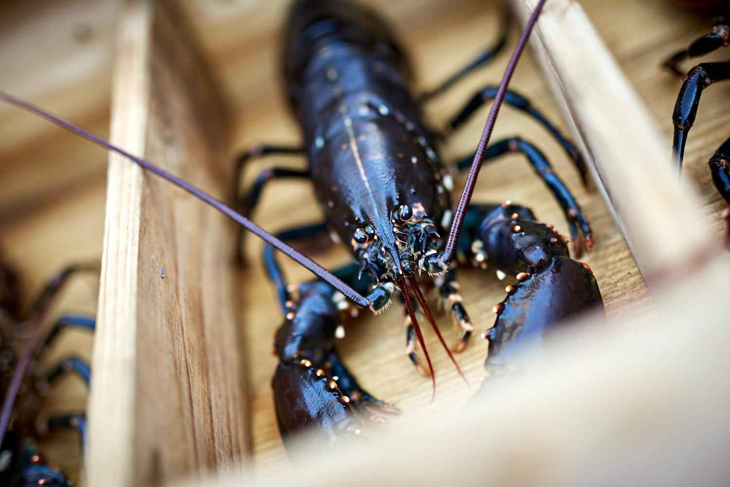 A live lobster on a wooden tray.