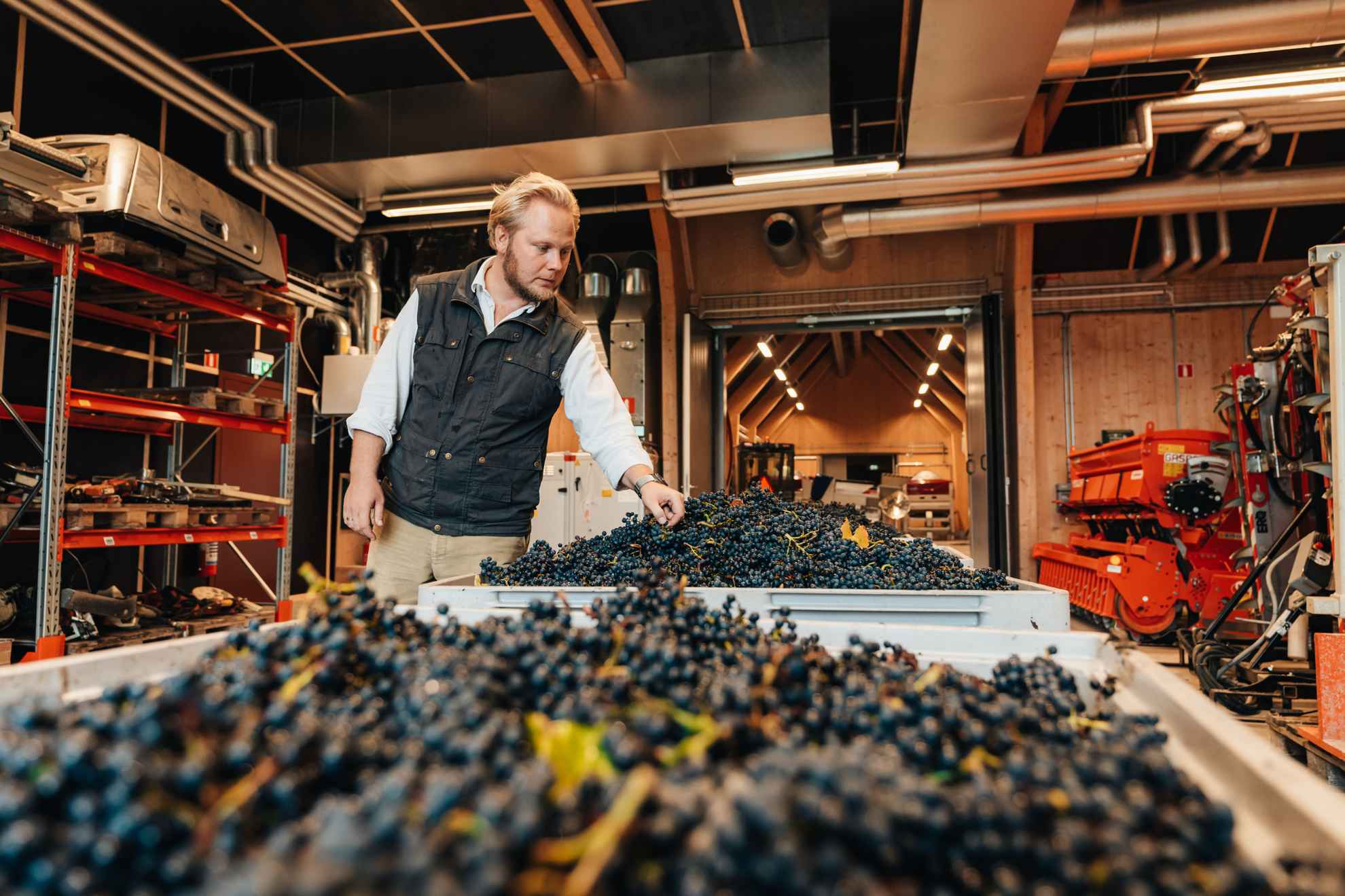 Blue grapes in large crates at Kullabergs Vineyard.