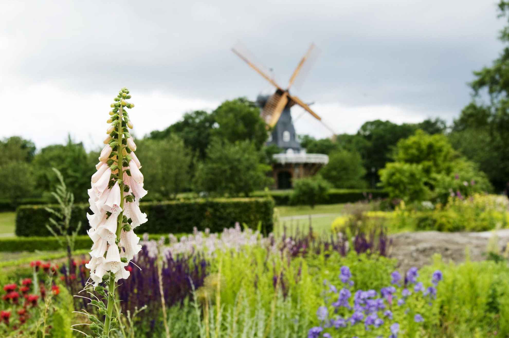 Ein Fingerhut und weitere Pflanzen in einem Park. Eine Windmühle im Hintergrund.
