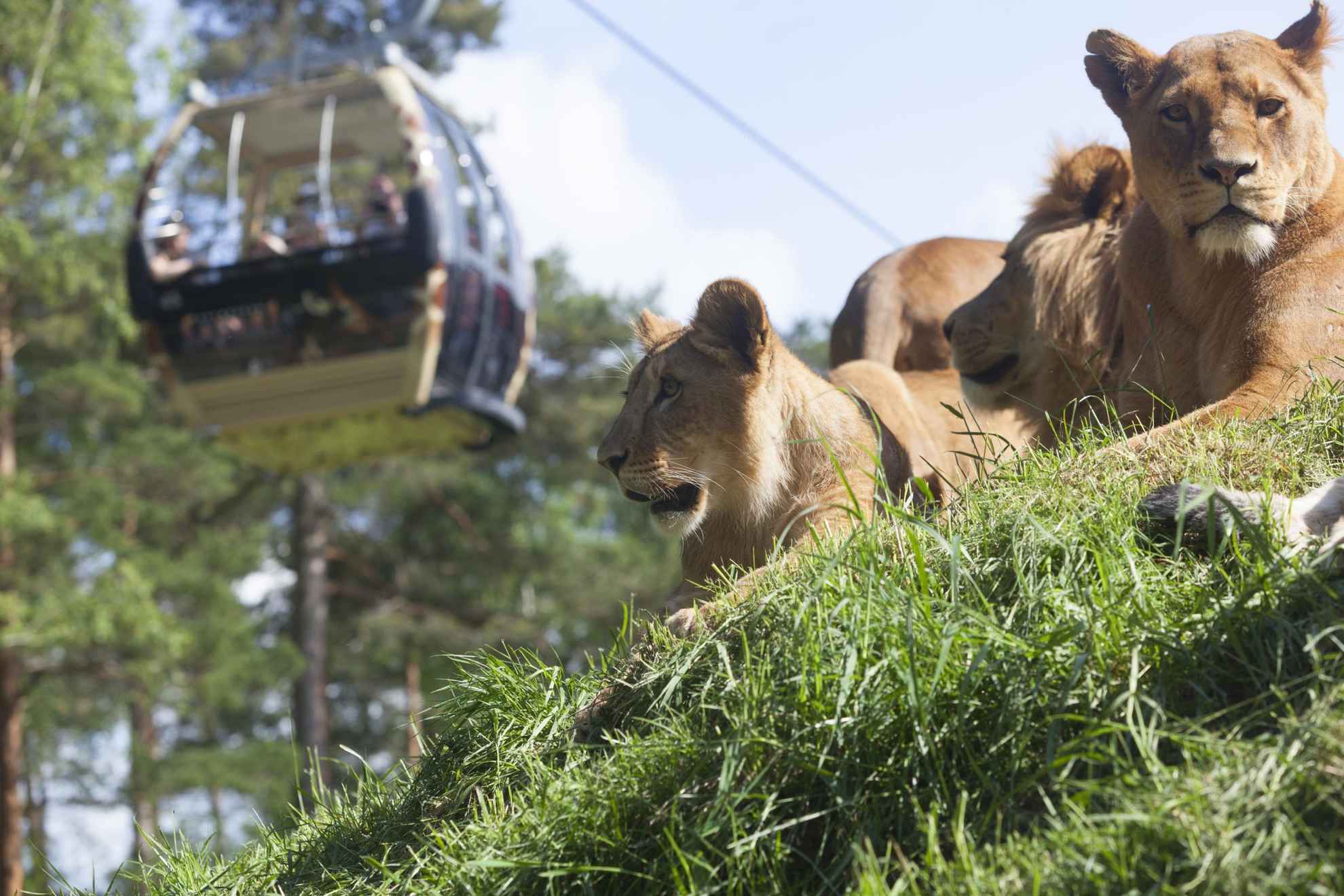 Drei Löwen ruhen im Gras, während eine Seilbahn vorbeifährt.