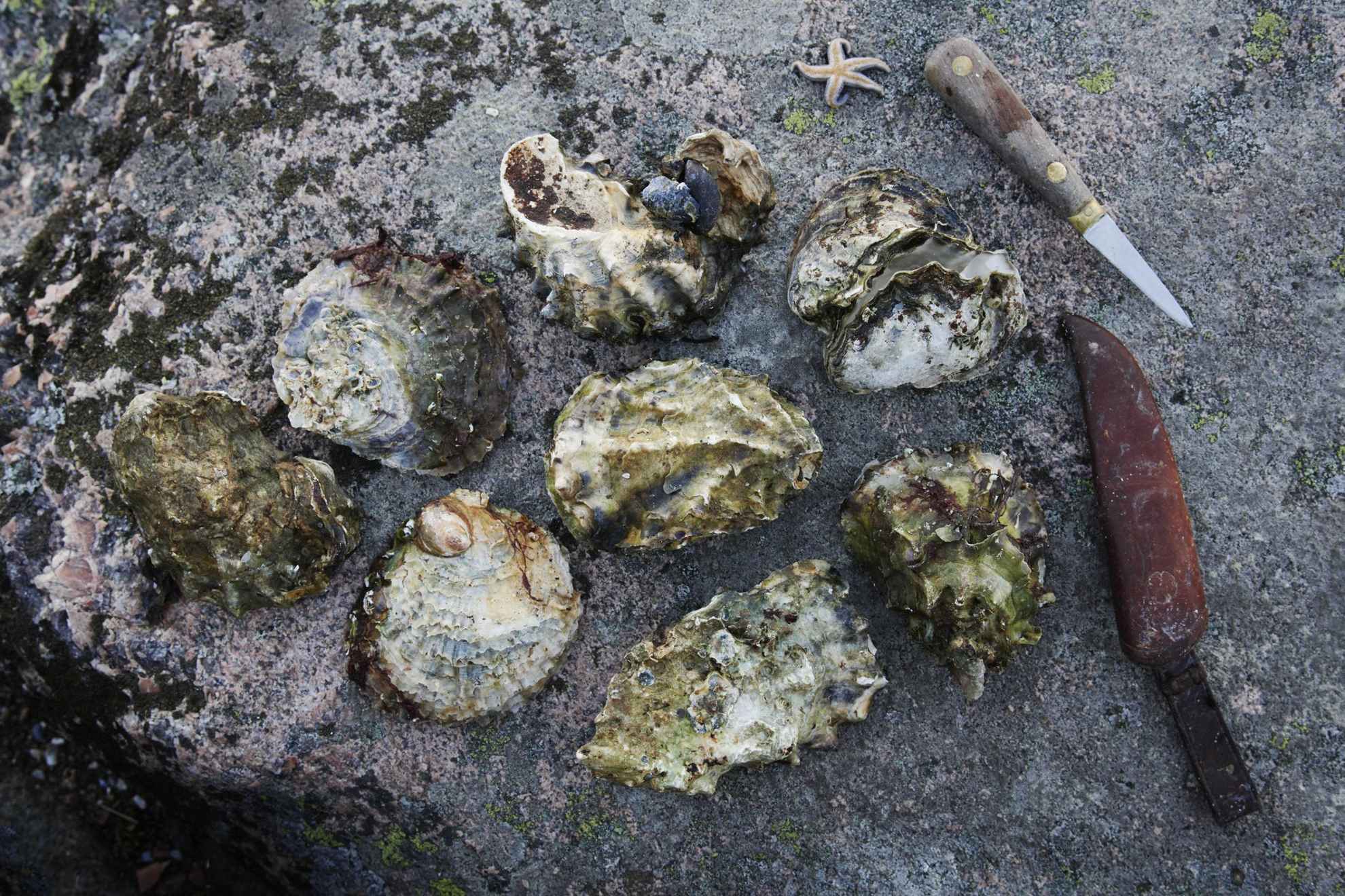 Mehrere Austern, ein Messer und ein kleiner Seestern auf einem Felsen.