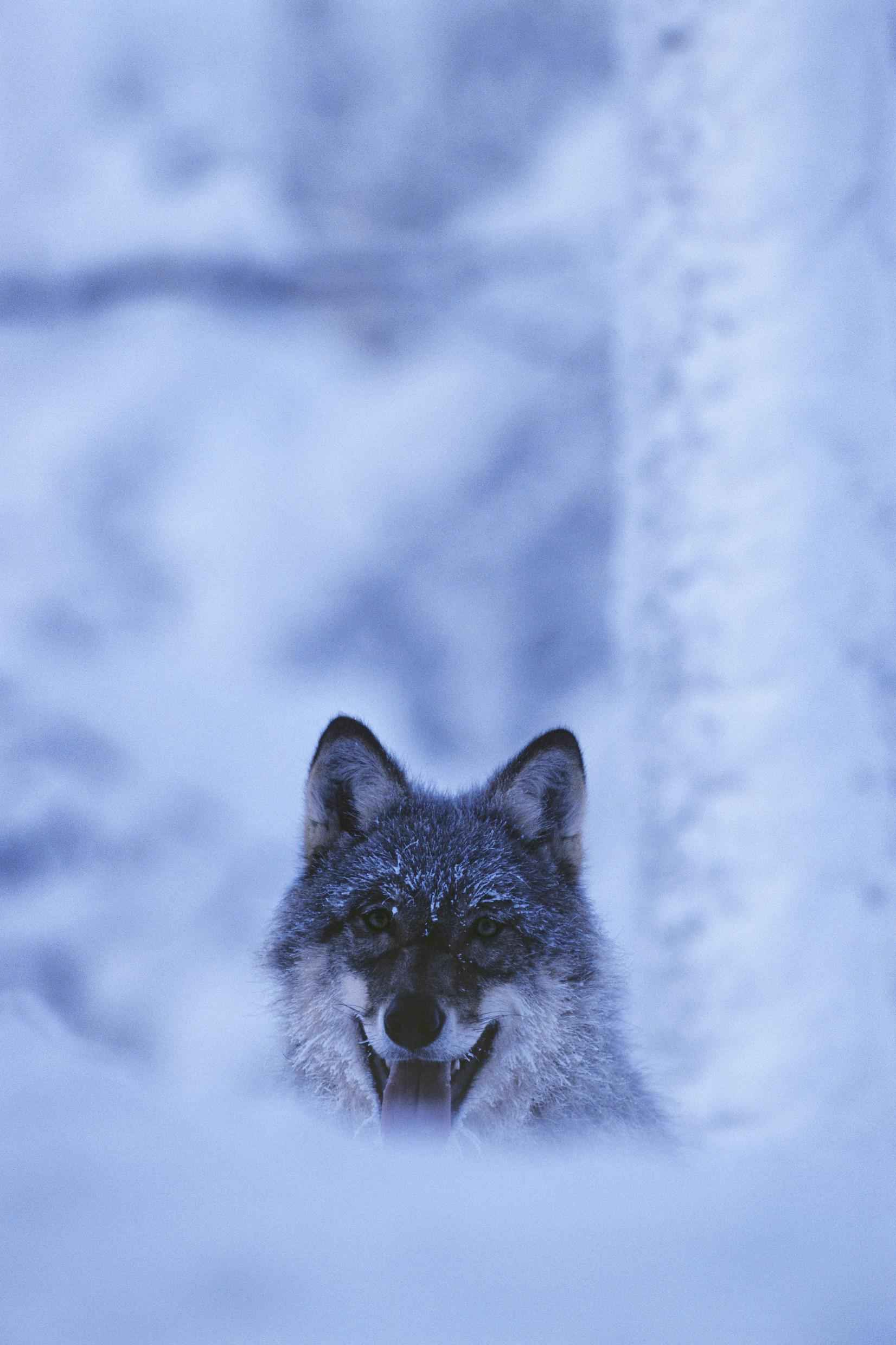 Ein Wolf bedeckt von Schneeflocken in der verschneiten schwedischen Natur.