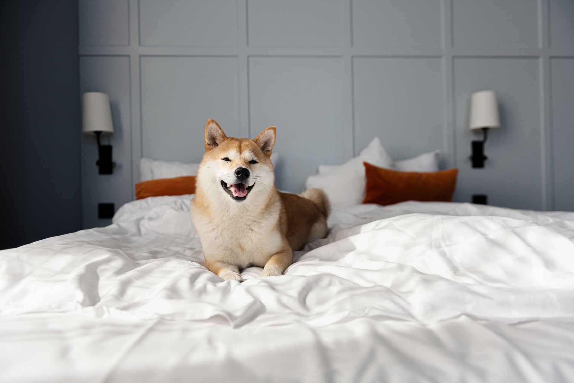 Ein Hund liegt auf einem Hotelbett in einem hundefreundlichen Zimmer des Scandic Hotels.