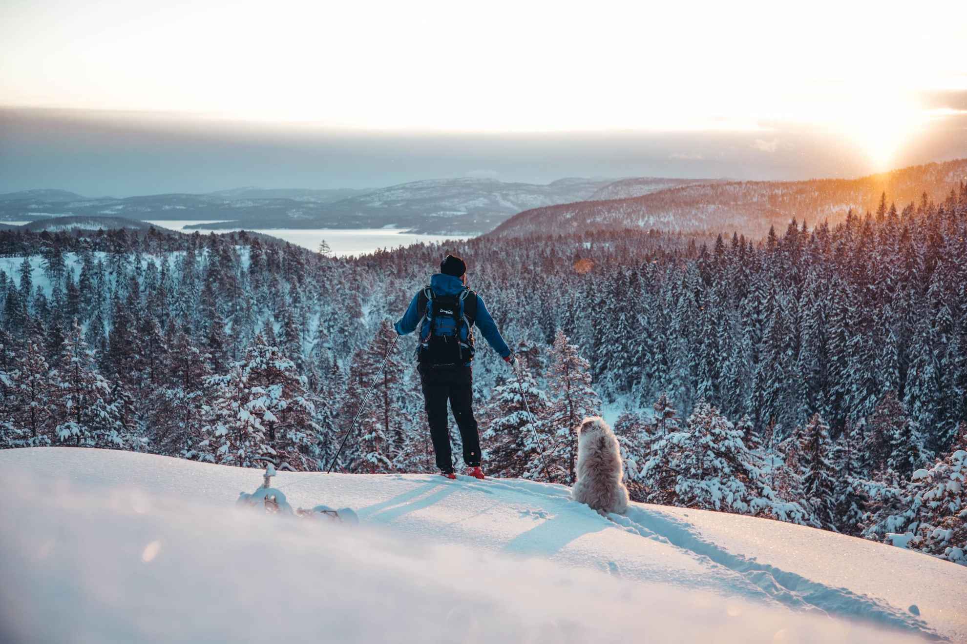 Eine Person auf Skiern mit einem Hund auf einem Berg mit Blick auf Wald und Hügel an der hohen Küste.