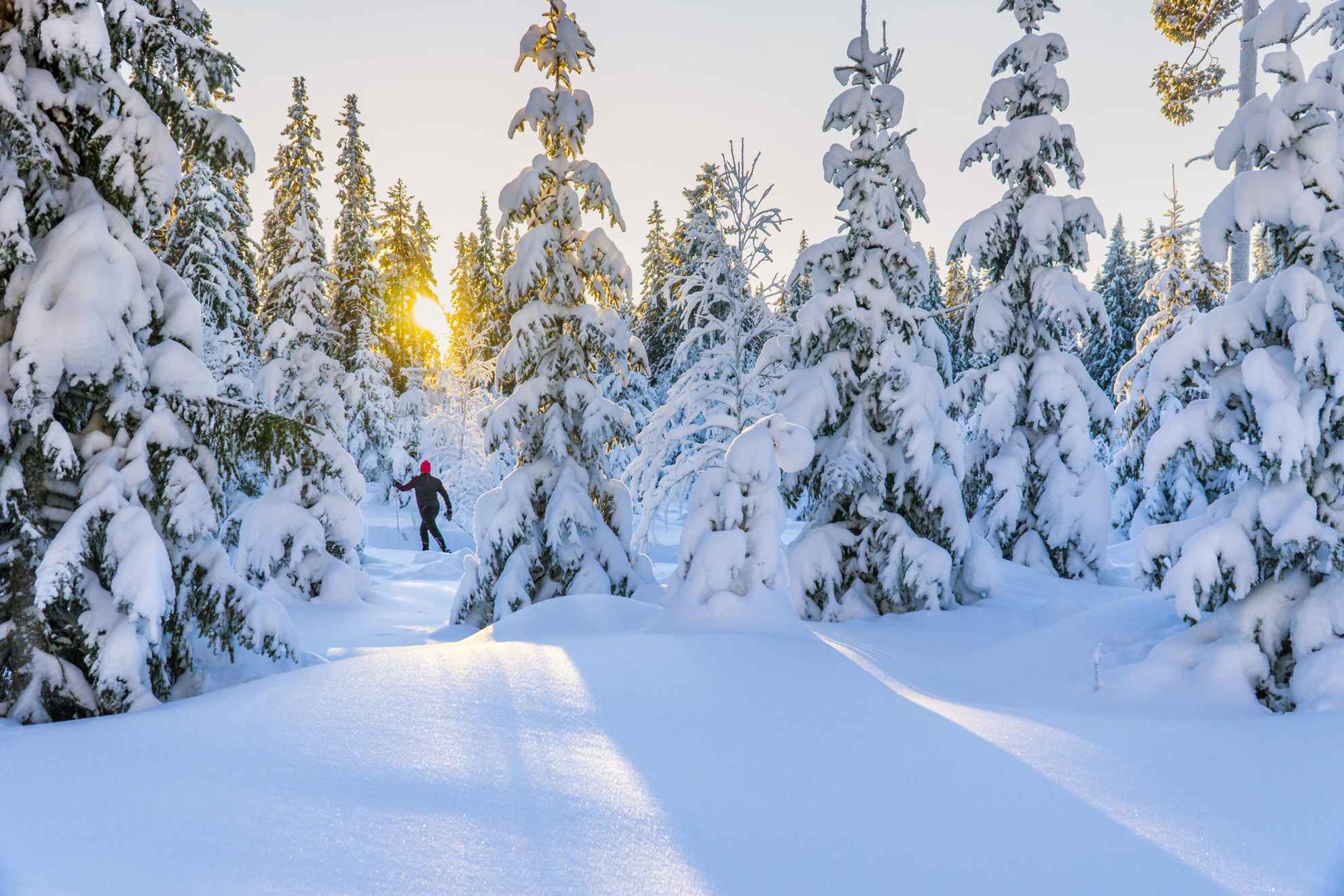 A forest with snow-covered spruces and pine trees. A person is cross-country skiing and the sun shines through the trees.