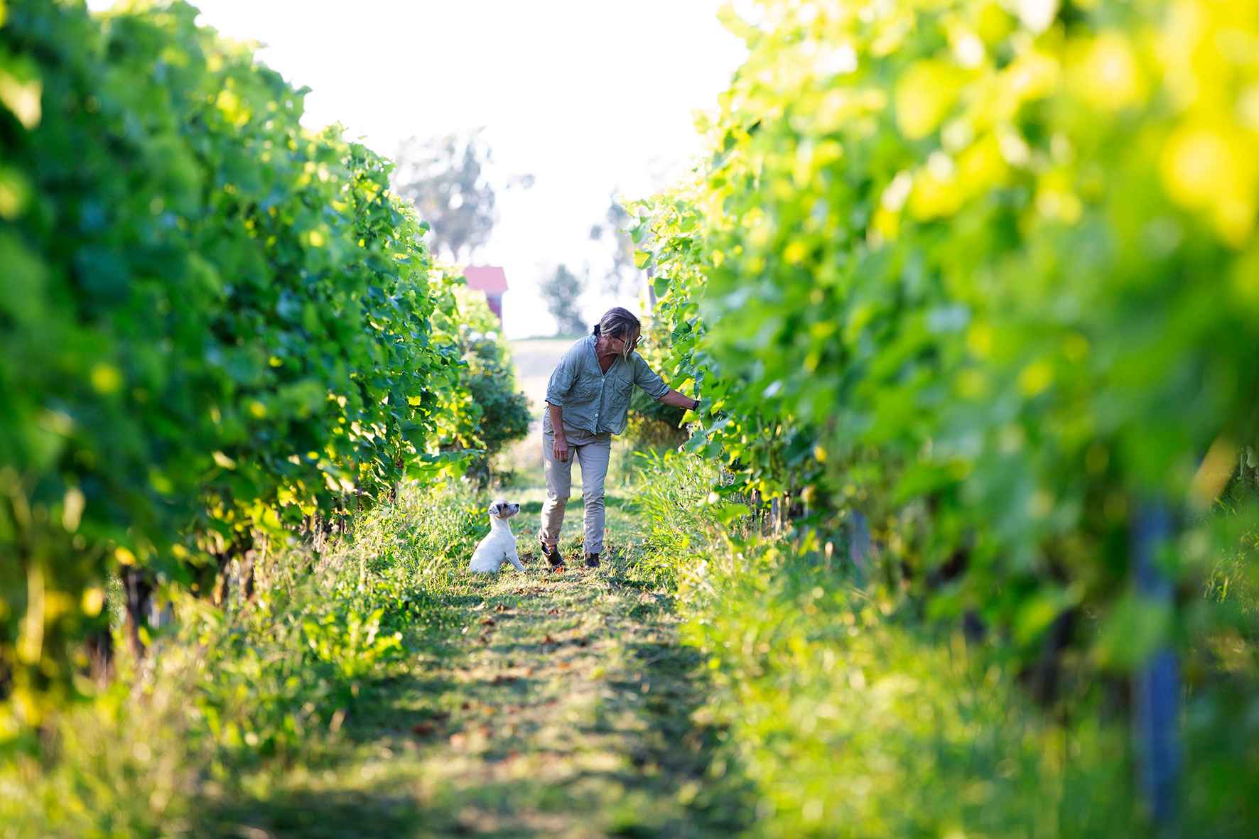 Eine Frau mit kleinem weißen Hund betrachten die Trauben an den Weinstöcken im Särtshöga Weinberg.