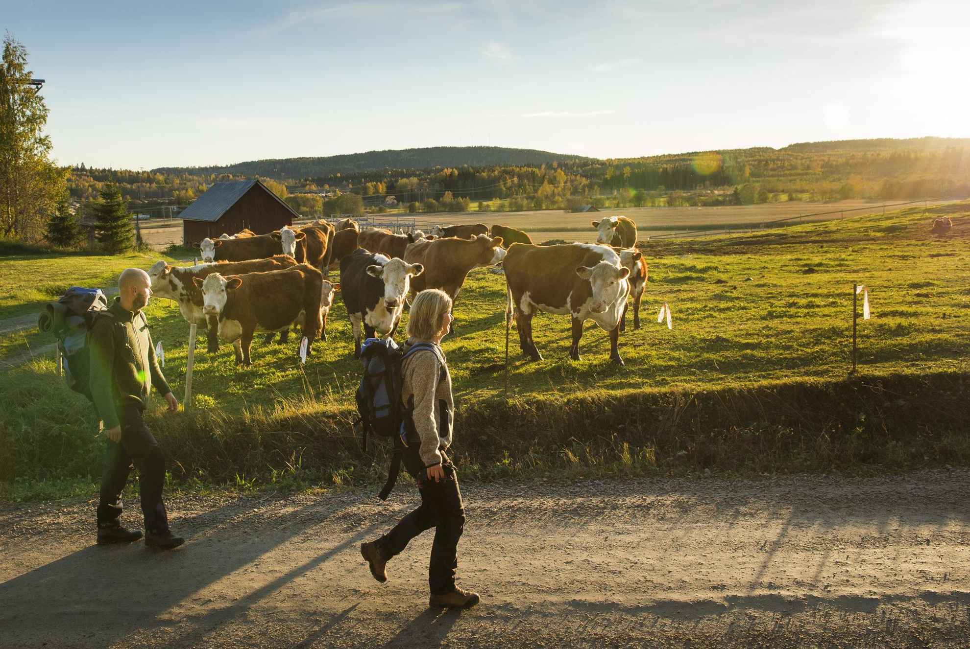 Zwei Personen wandern entlang einer Herde von Kühen.