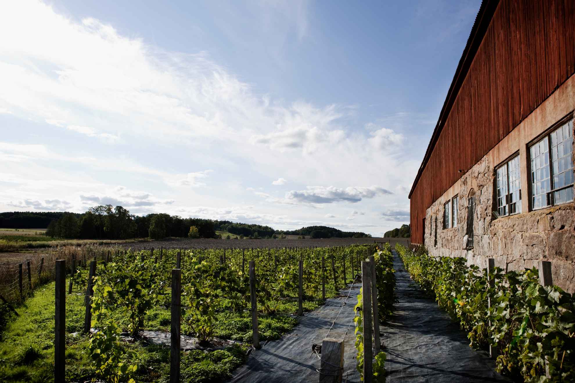 Ein Weingut in Schweden.