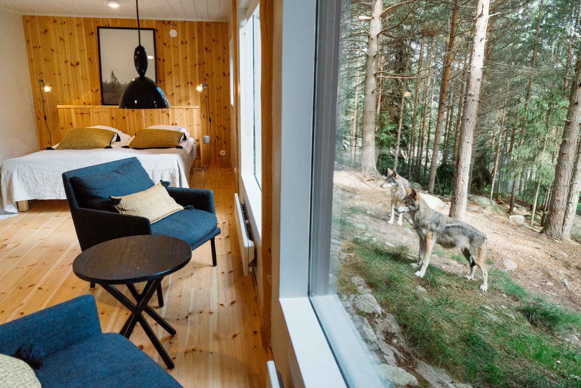 A hotel room with panoramic windows facing the wolf enclosure. Wolves are standing outside the window.
