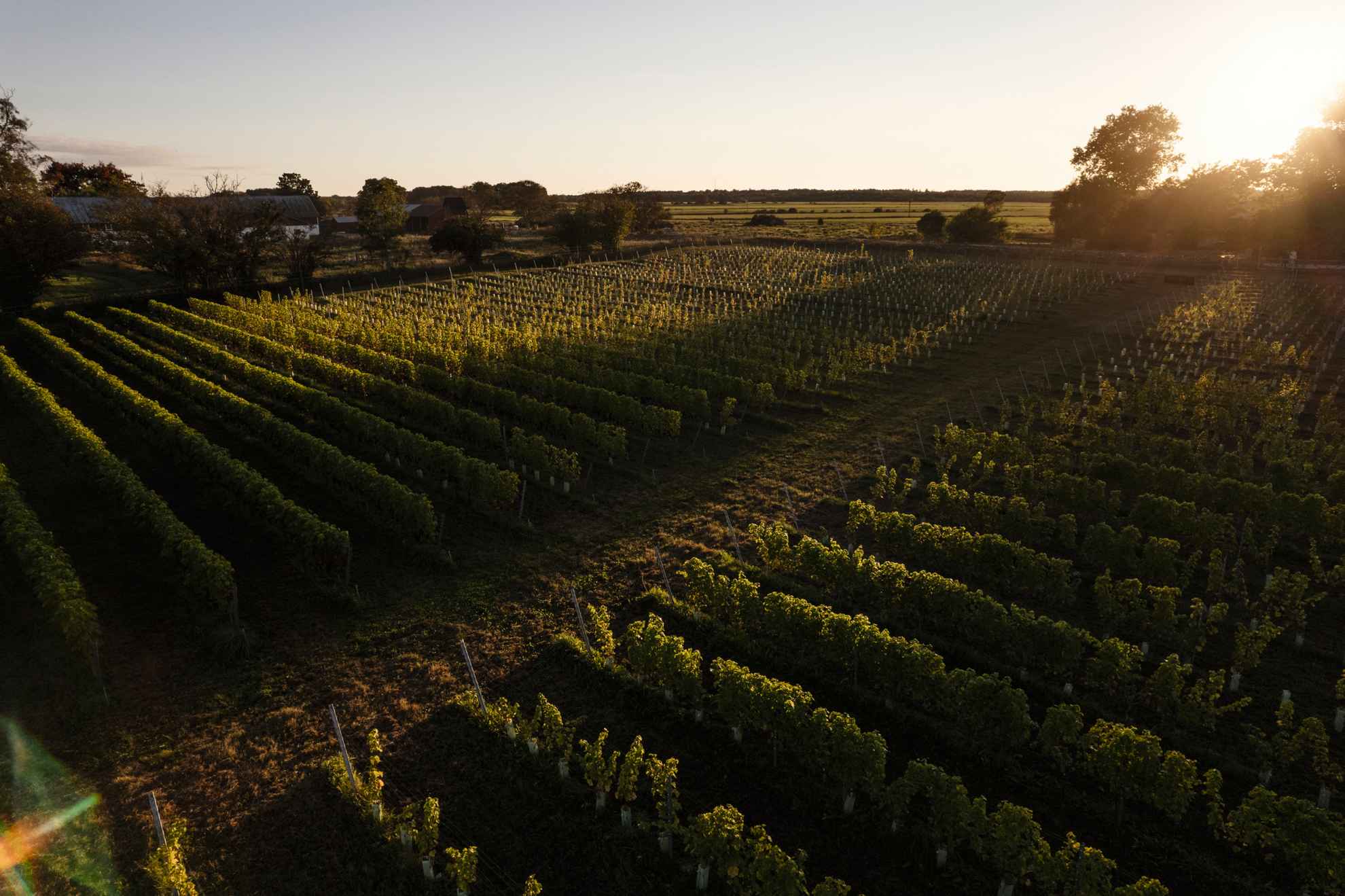 Grapevines at Långmyre Winery at sunset.