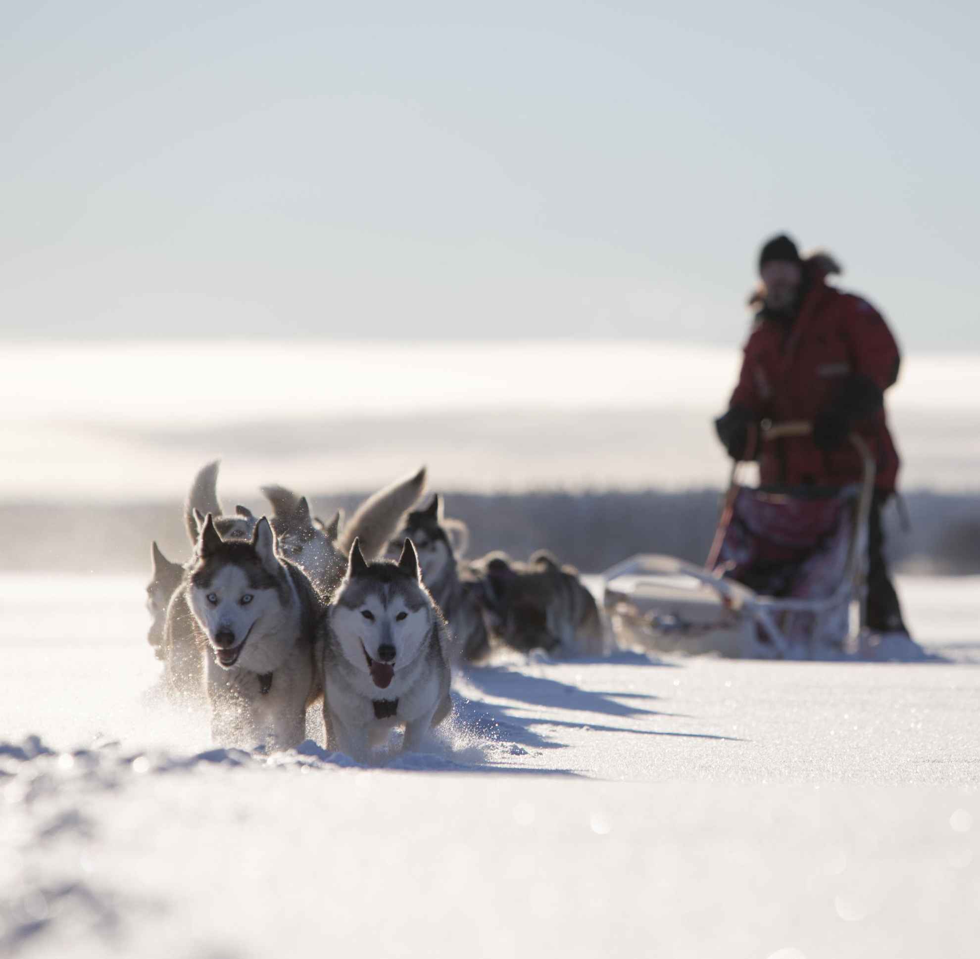 Huskies in Zweierreihen ziehen ein Schlitten durch den Tiefschnee einer sonnigen Landschaft. Hinten auf dem Schlitten steht ein Mann.
