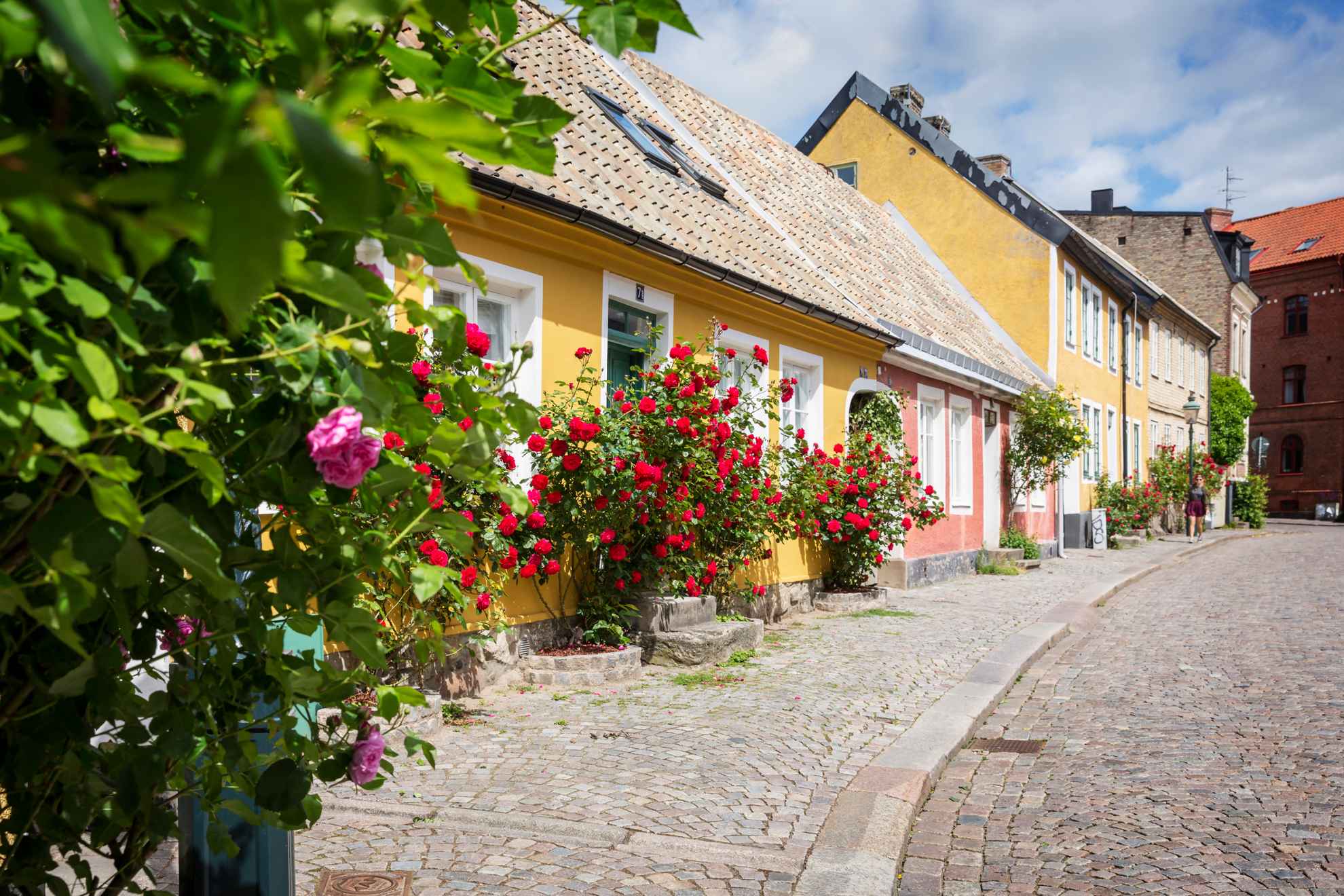 Bunte Häuser mit Rosenbüchen vor der Tür in einer alten gepflasterten Straße in Lund.