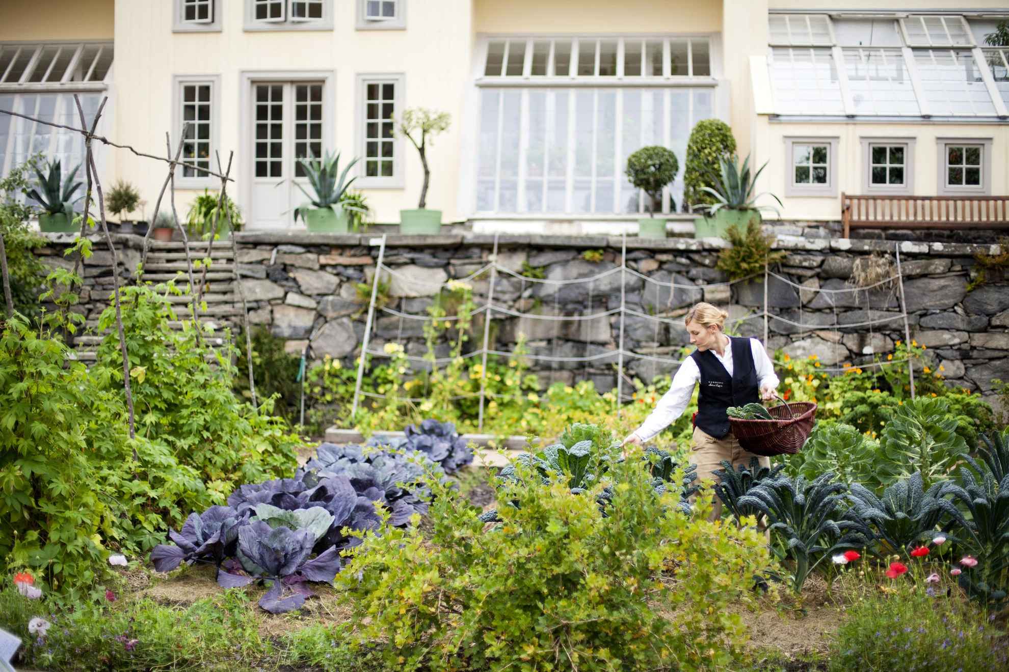Eine Frau pflückt Gemüse im Garten von Gunnebo House & Gardens. Ein großes Haus im Hintergrund.