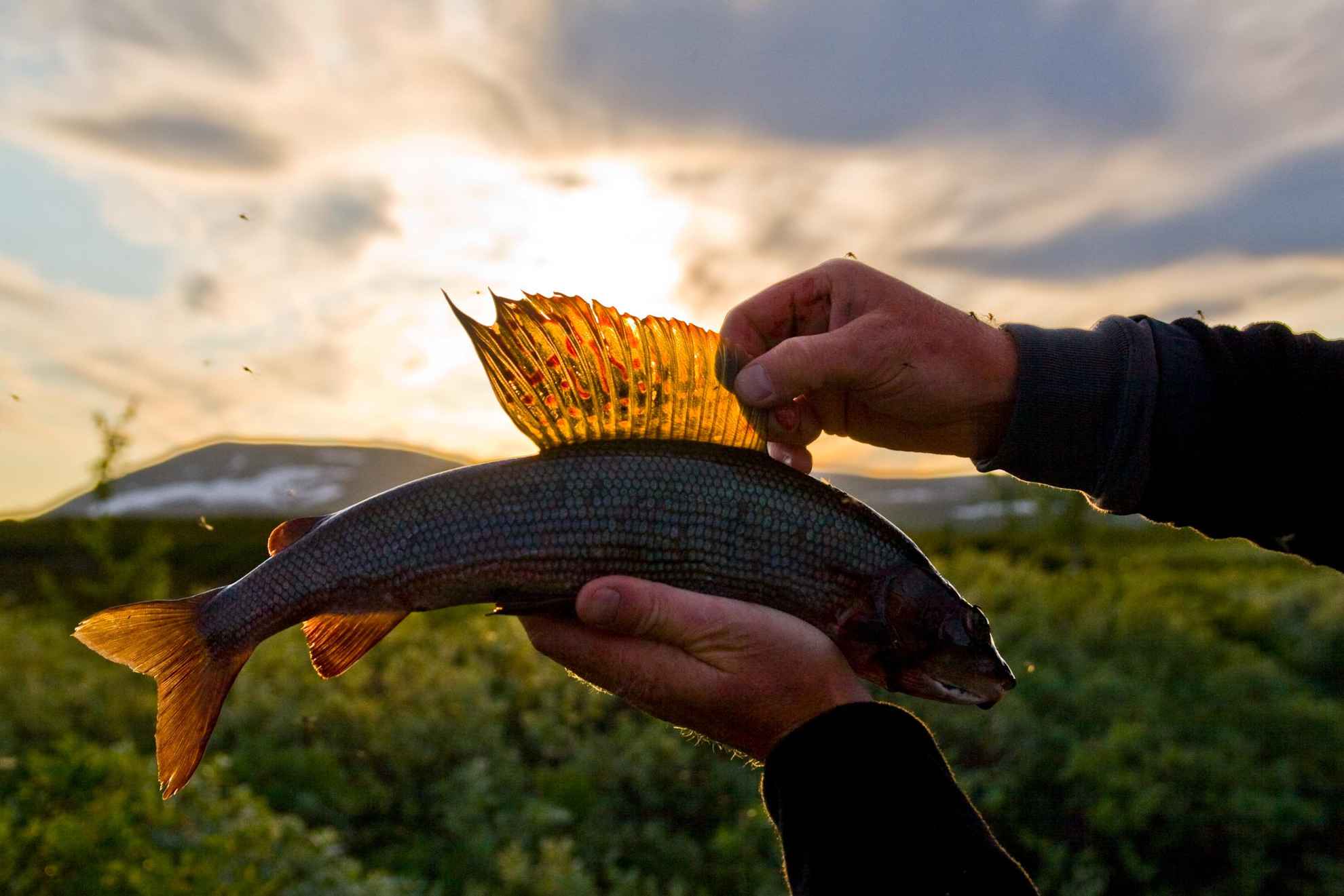 Two hands are holding up a trout fish against the setting sun with the forest and the mountains in the background.