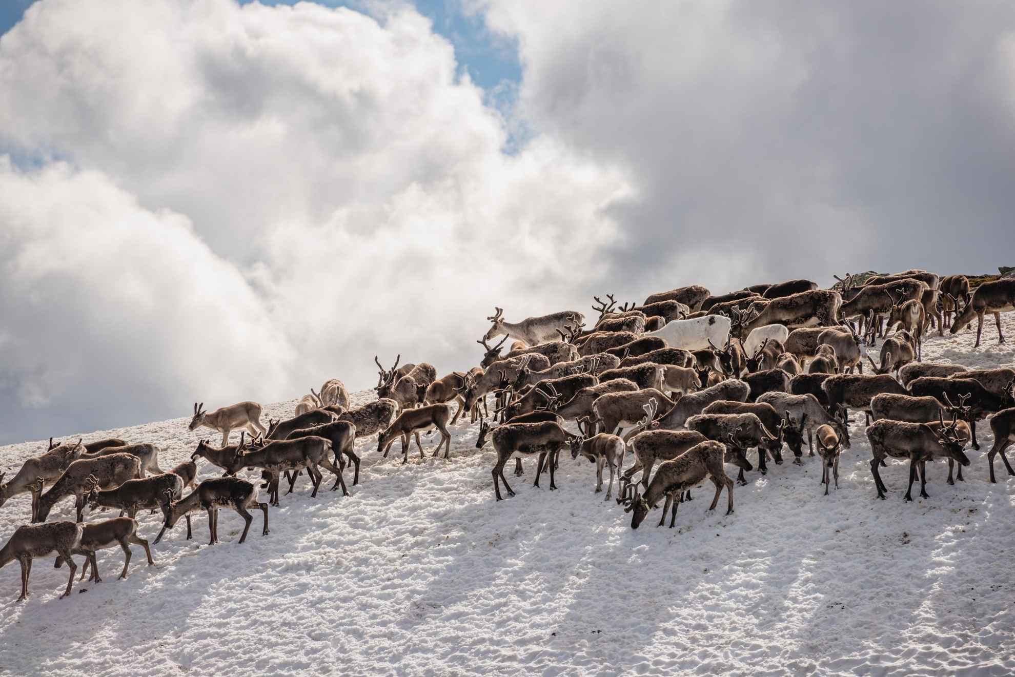 Eine Herde von Rentieren auf einem schneebedeckten Hügel. Weiße Wolken im Hintergrund.