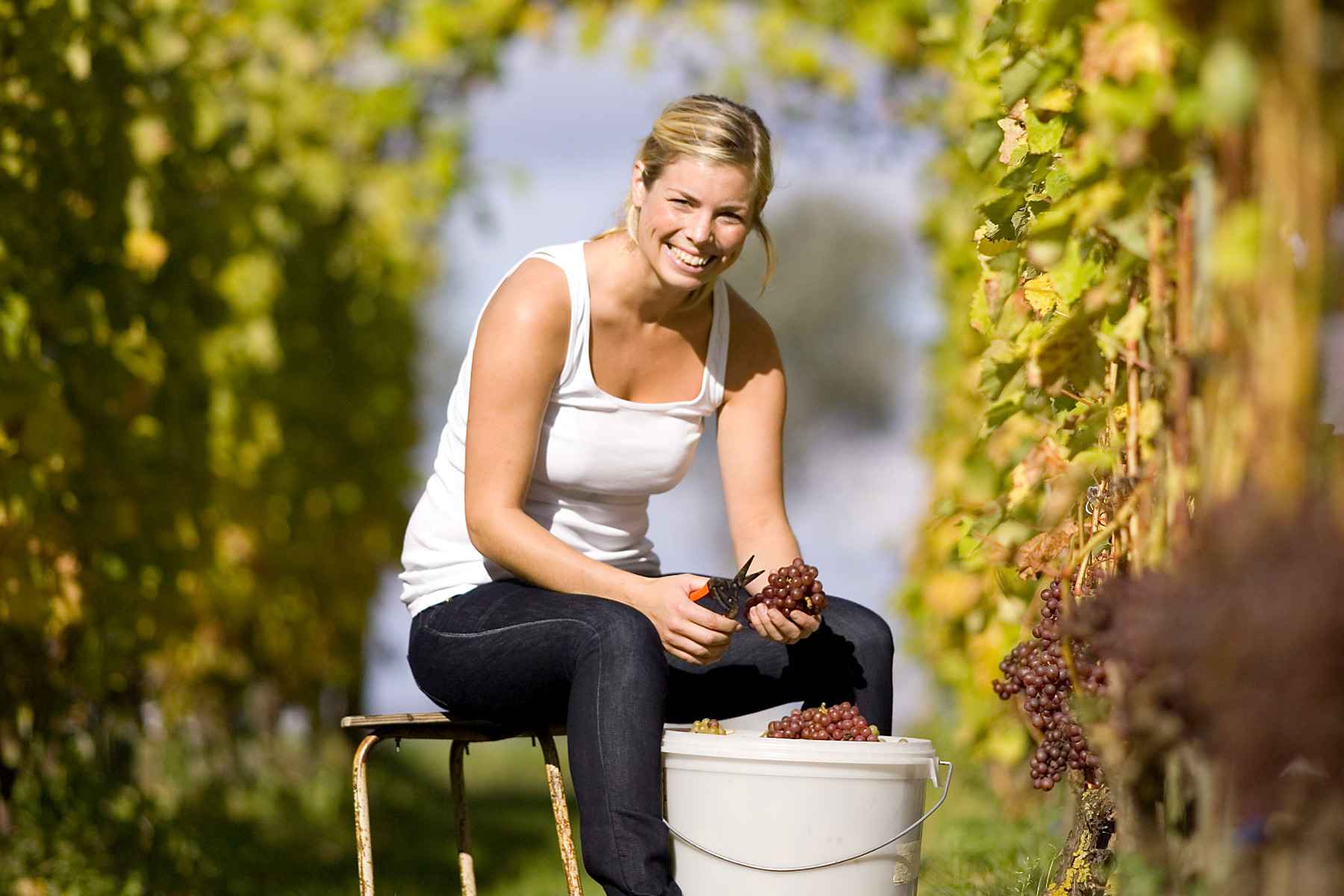 Vineyard in Klagshamn, Skåne