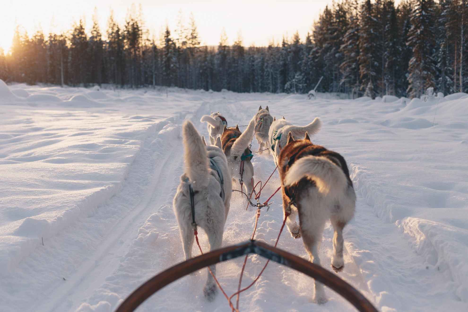Der Blick als Fahrer bei einer Hundeschlittenfahrt auf die Huskies, die den Schlitten durch eine verschneite Landschaft ziehen.