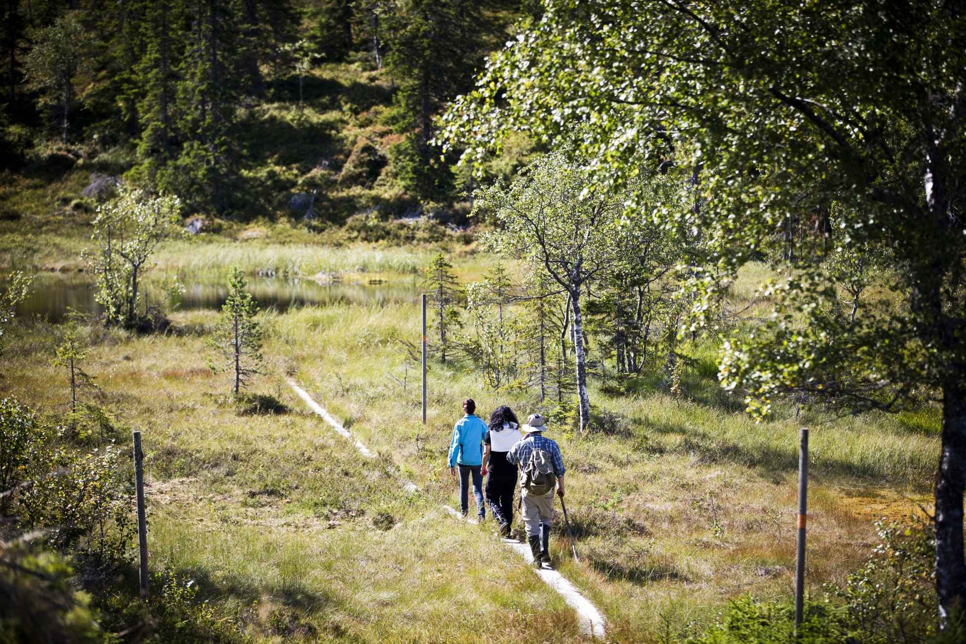 Menschen wandern entlang eines Holzstegs durch einen Wald in Värmland.