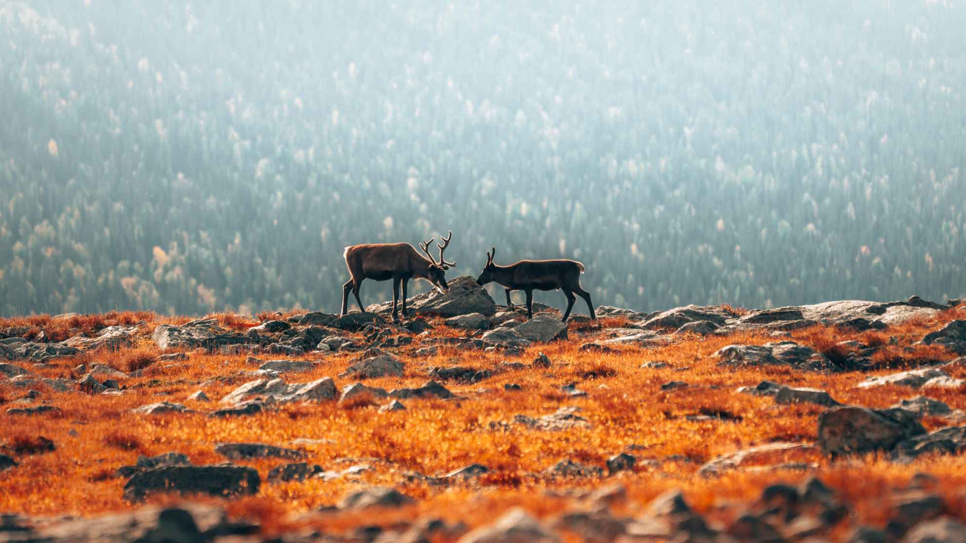 Zwei Rentiere stehen in der Natur in Schwedisch Lappland.