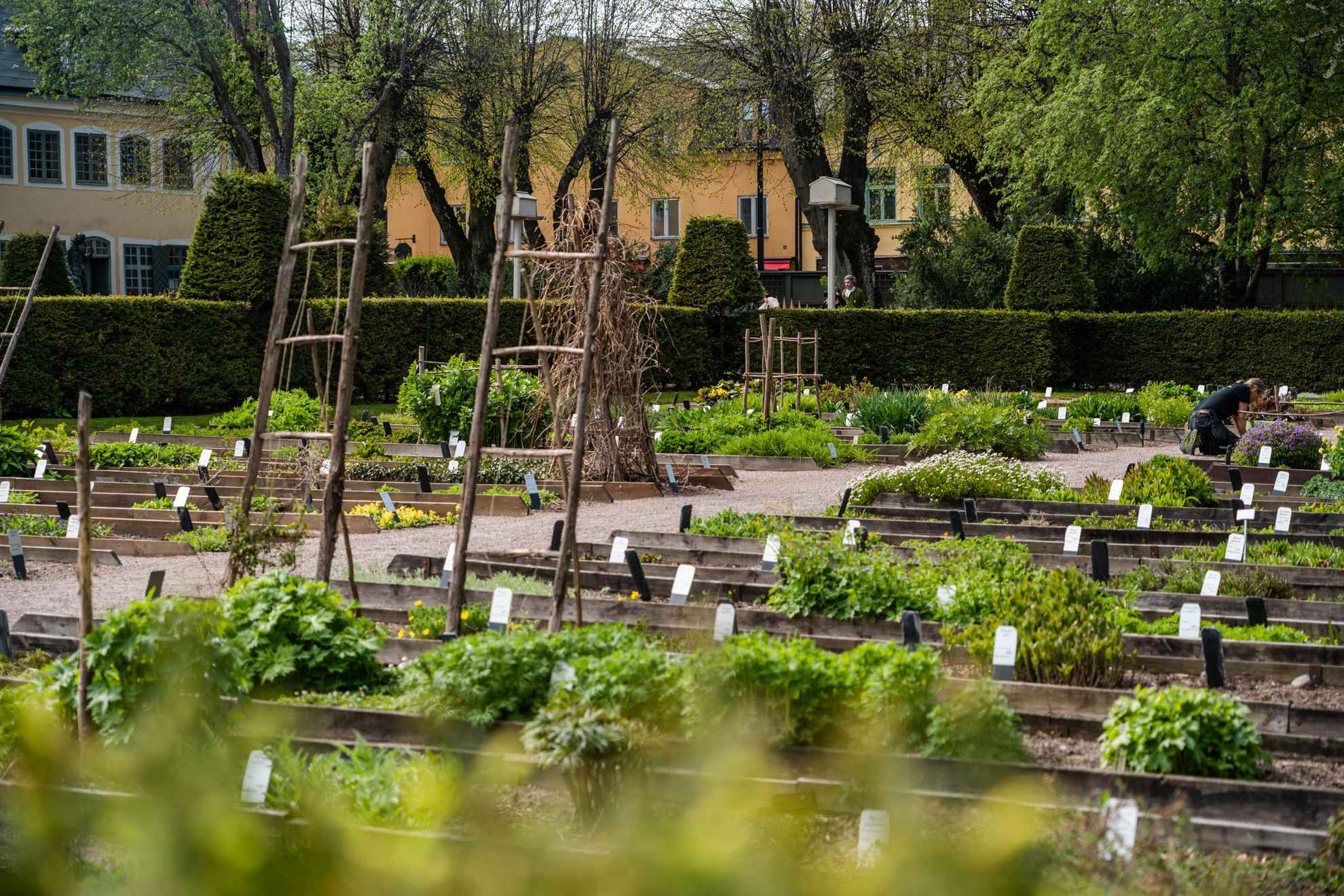 Kultivierung im Linnaeus-Garten