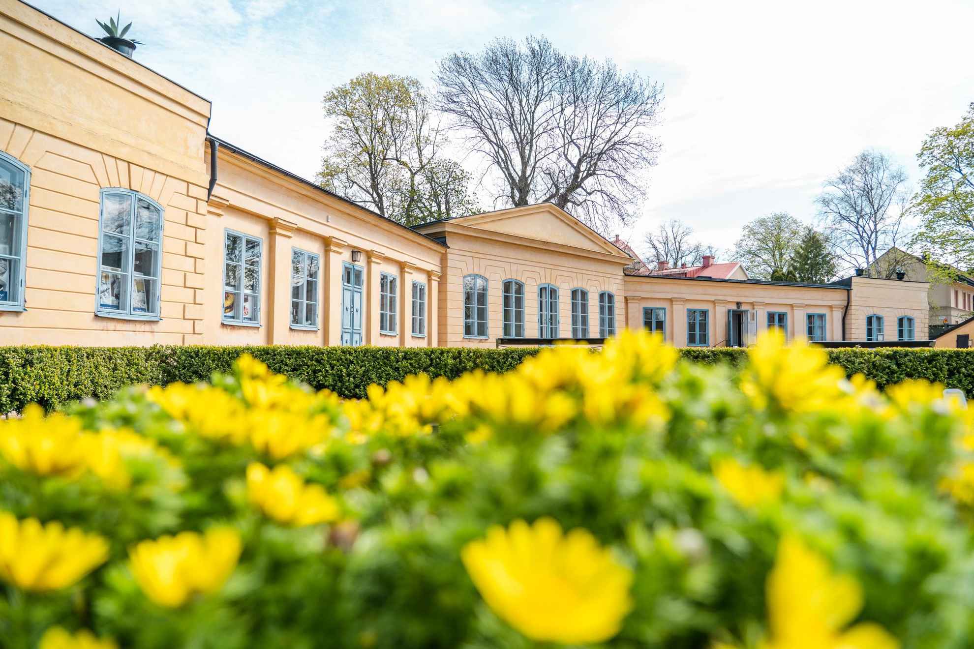 Das Linnaeus-Museum, ein altes orangefarbenes Steinhaus, hinter einem gelben Blumenbeet.