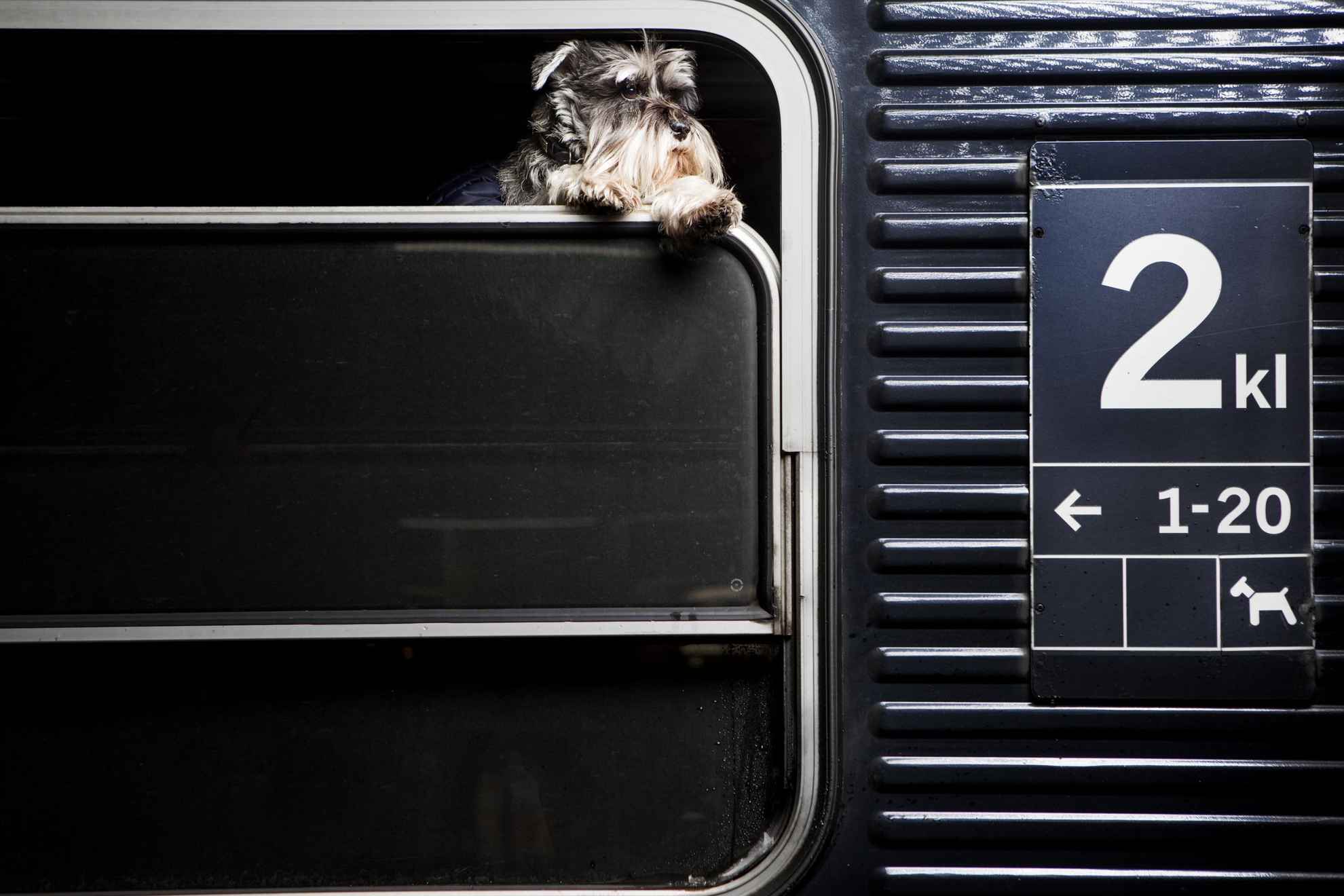 Ein Hund schaut aus dem Fenster eines Zuges.