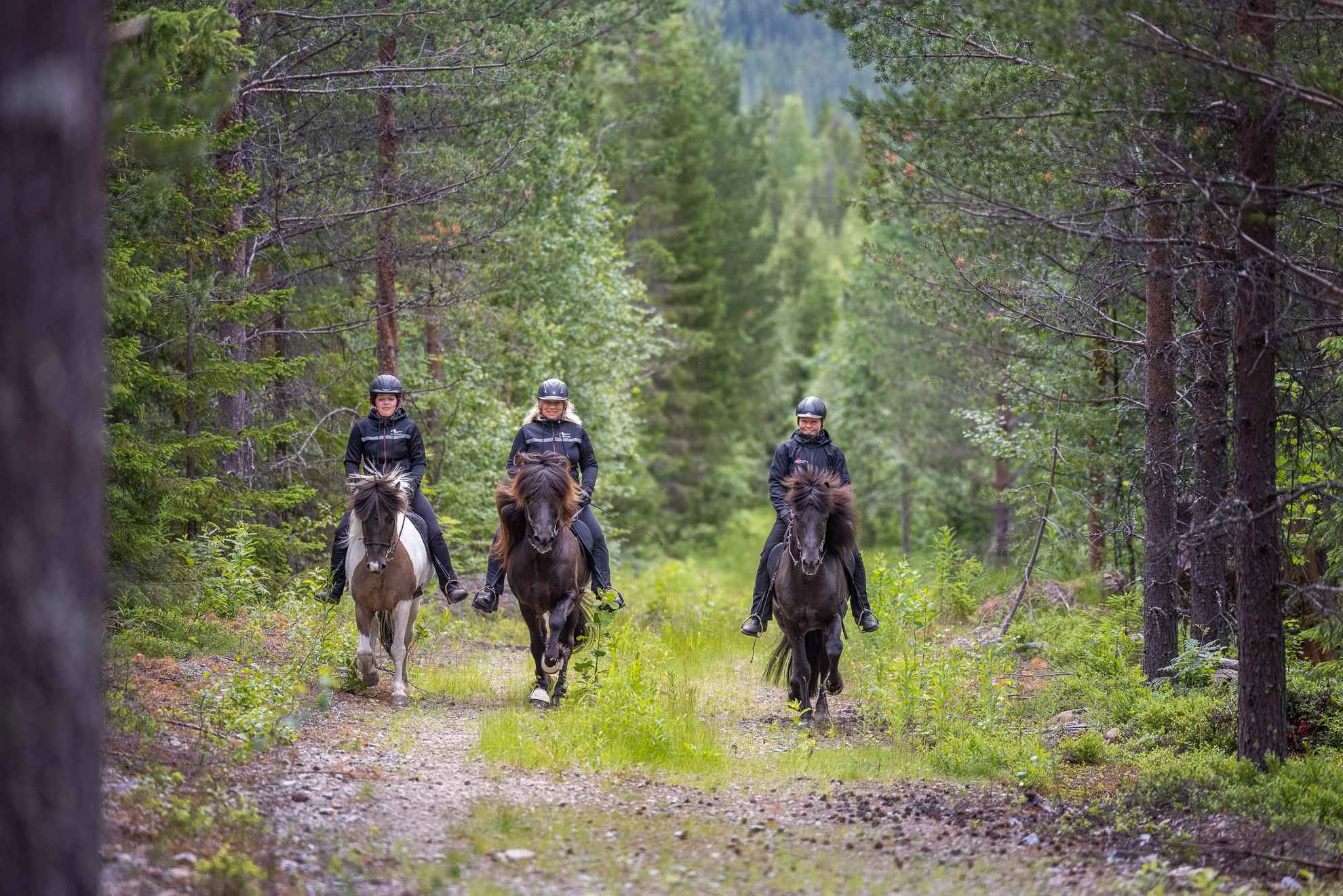 Drei Frauen, die Islandpferde auf einem Waldweg reiten.