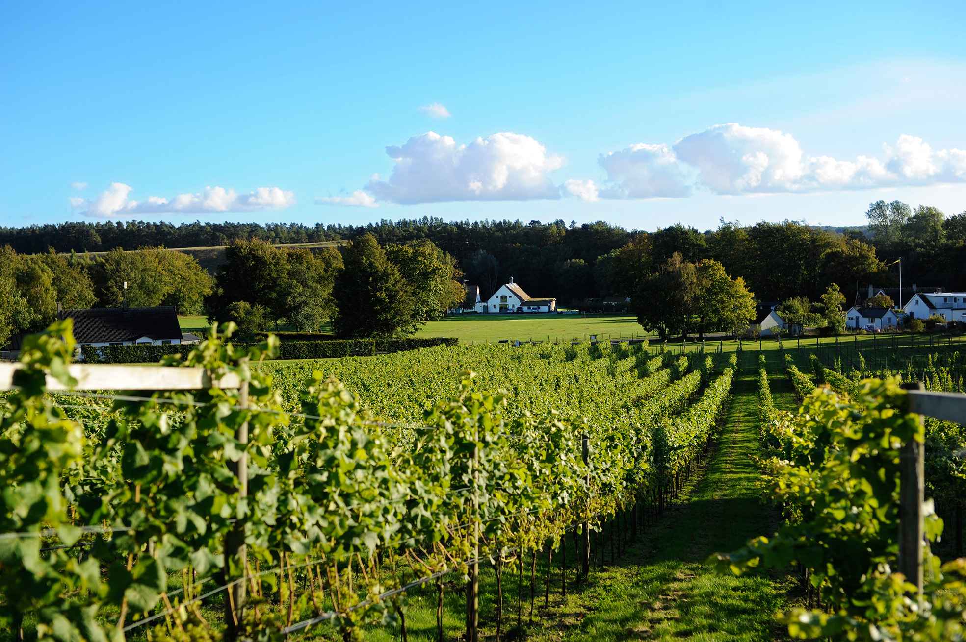 Grapevines in a vineyard with white houses in the background, bathed in sunlight.