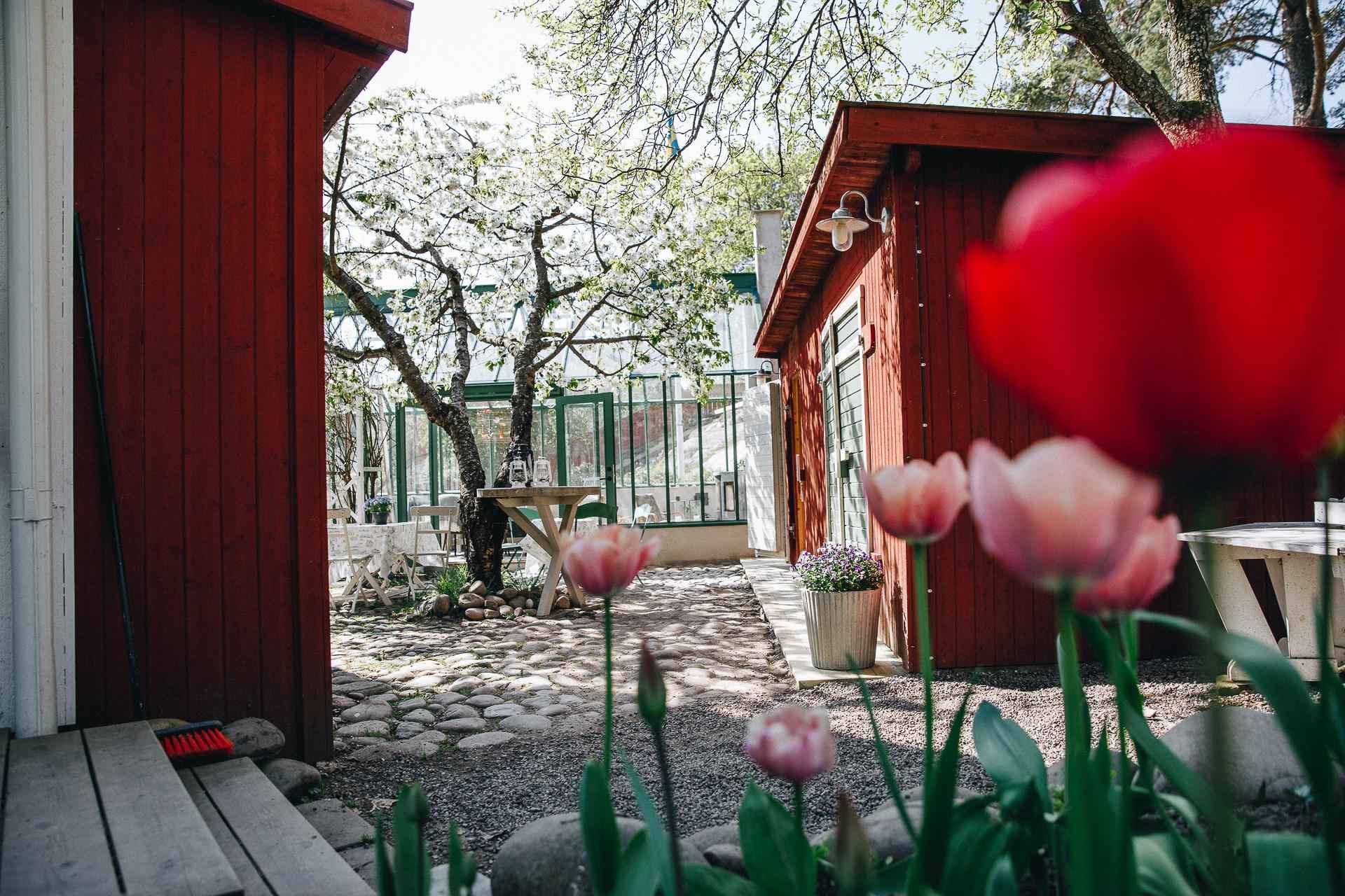 Ein schwedischer Garten im Frühling, rote Häuser und blühenden Tulpen spiegeln die Idylle wieder.