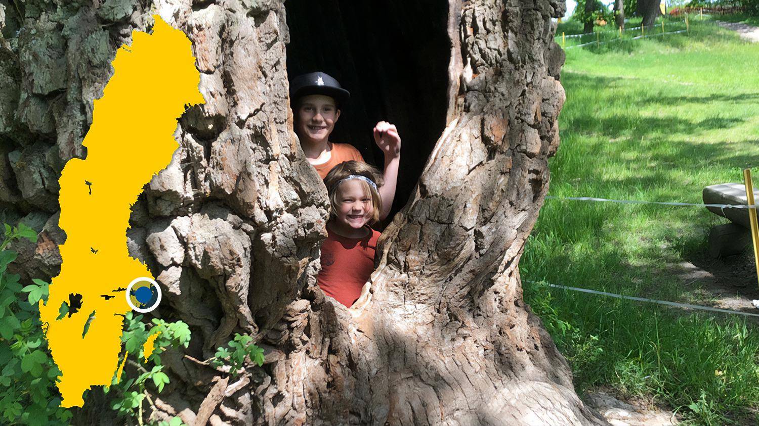 Zwei Kinder stehen in einer Höhle eines großen Baumes und lächeln in die Kamera. Es gibt eine gelbe Karte von Schweden mit einem blauen Punkt, der Ektorp markiert.