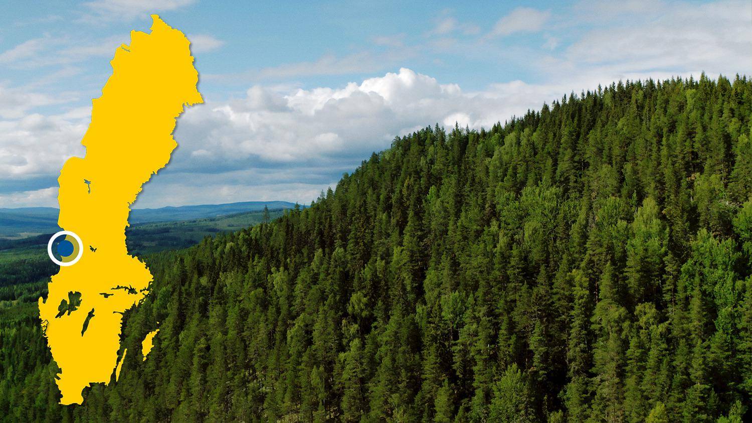 Ein Blick auf einen Hügel mit grünem Nadelwald. Auf dem Bild gibt es eine gelbe Karte von Schweden mit einem blauen Punkt, der Höljes markiert.