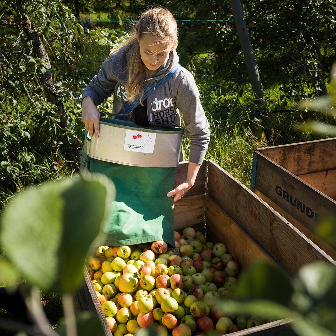 Eine Frau kippt Äpfel in eine Kiste