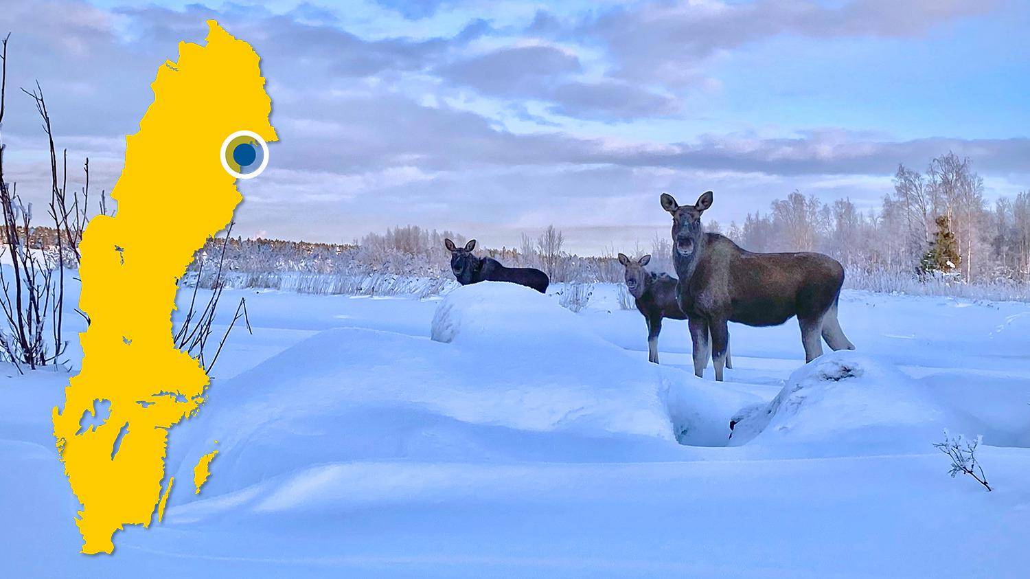 Drei Elche stehen in einer verschneiten Landschaft. Es gibt eine gelbe Karte von Schweden mit einem blauen Punkt, der Kallax markiert.