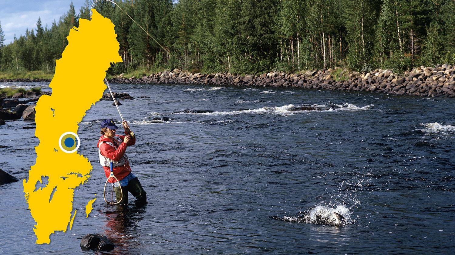 Ein Mann steht in einem Fluss zum Fliegenfischen. Er hat gerade einen Fisch gefangen und versucht, ihn einzuholen. Es gibt eine gelbe Karte von Schweden mit einem blauen Punkt, der den Standort von Voxnan markiert.