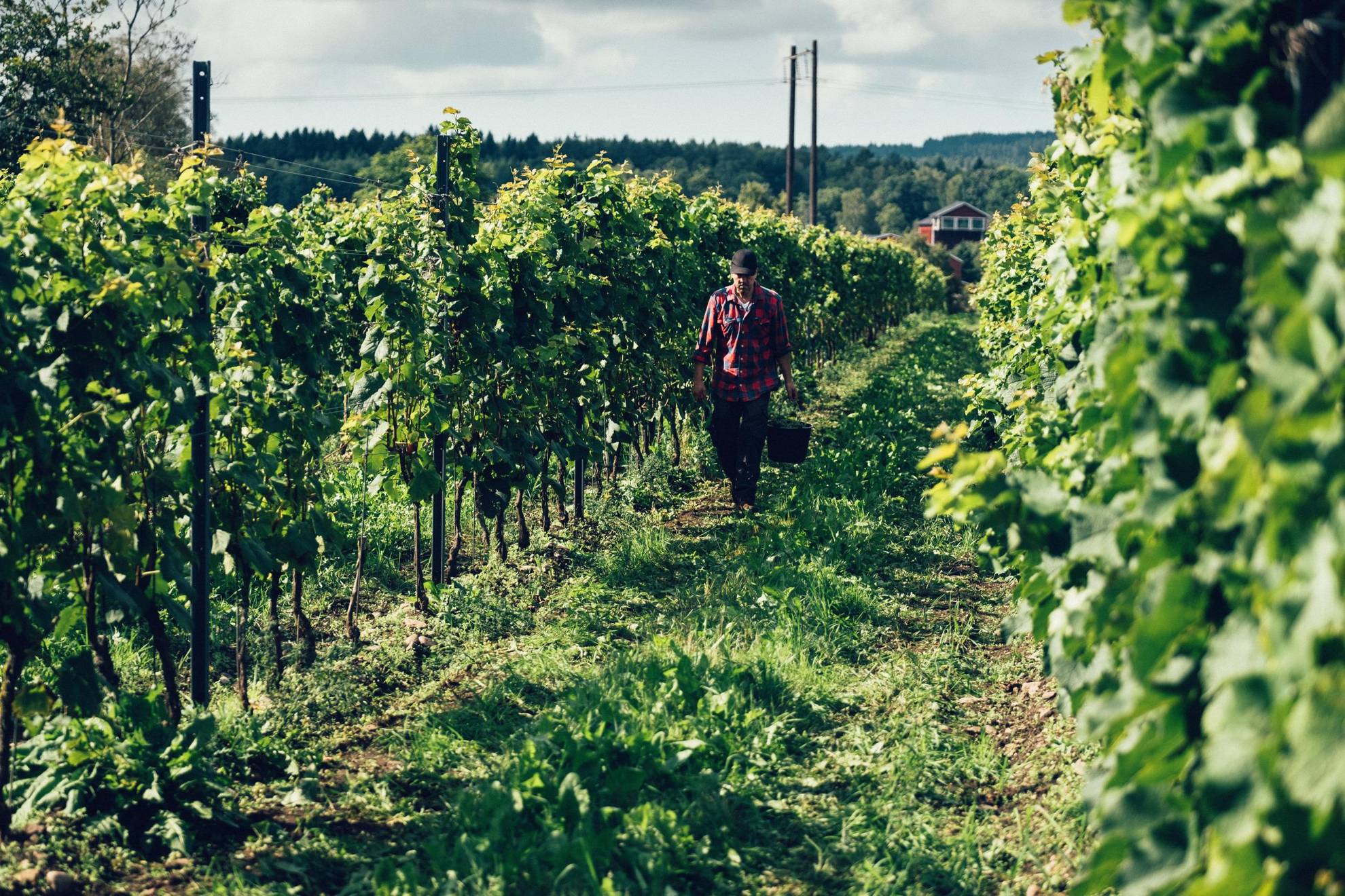 Eine Person wandert durch die grünen Weinberge des Weinguts Ästad.