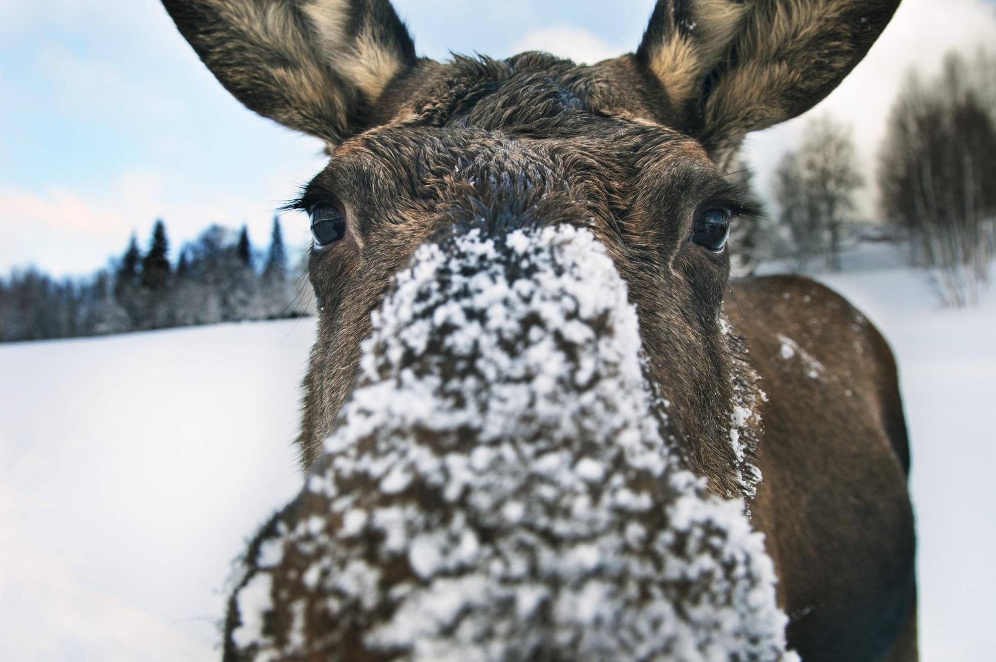 Ein Elch mit verschneiter Nase blickt in die Kamera.