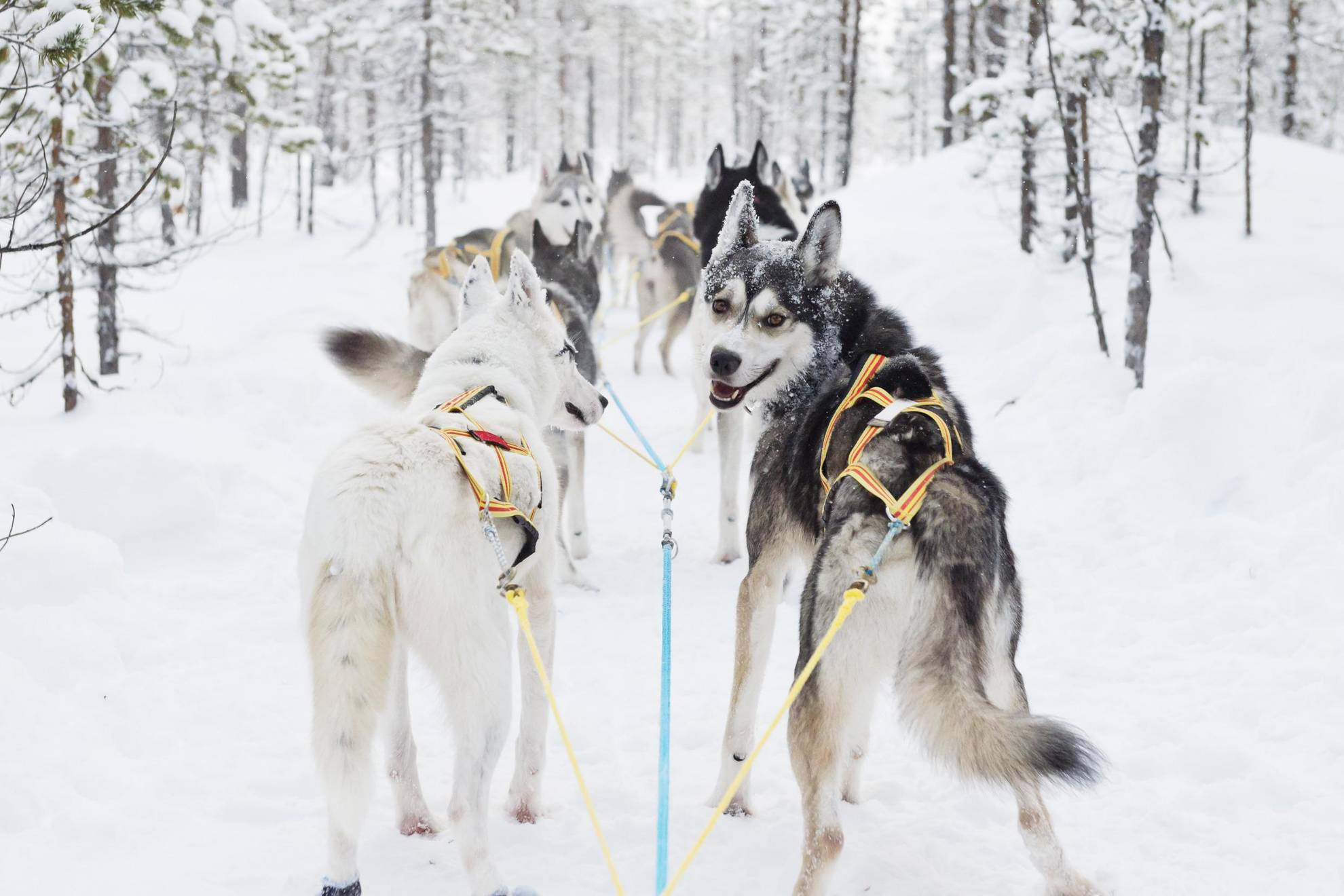 Siberian Huskies stehen bereit, um einen Hundeschlitten in einem verschneiten Wald zu ziehen.