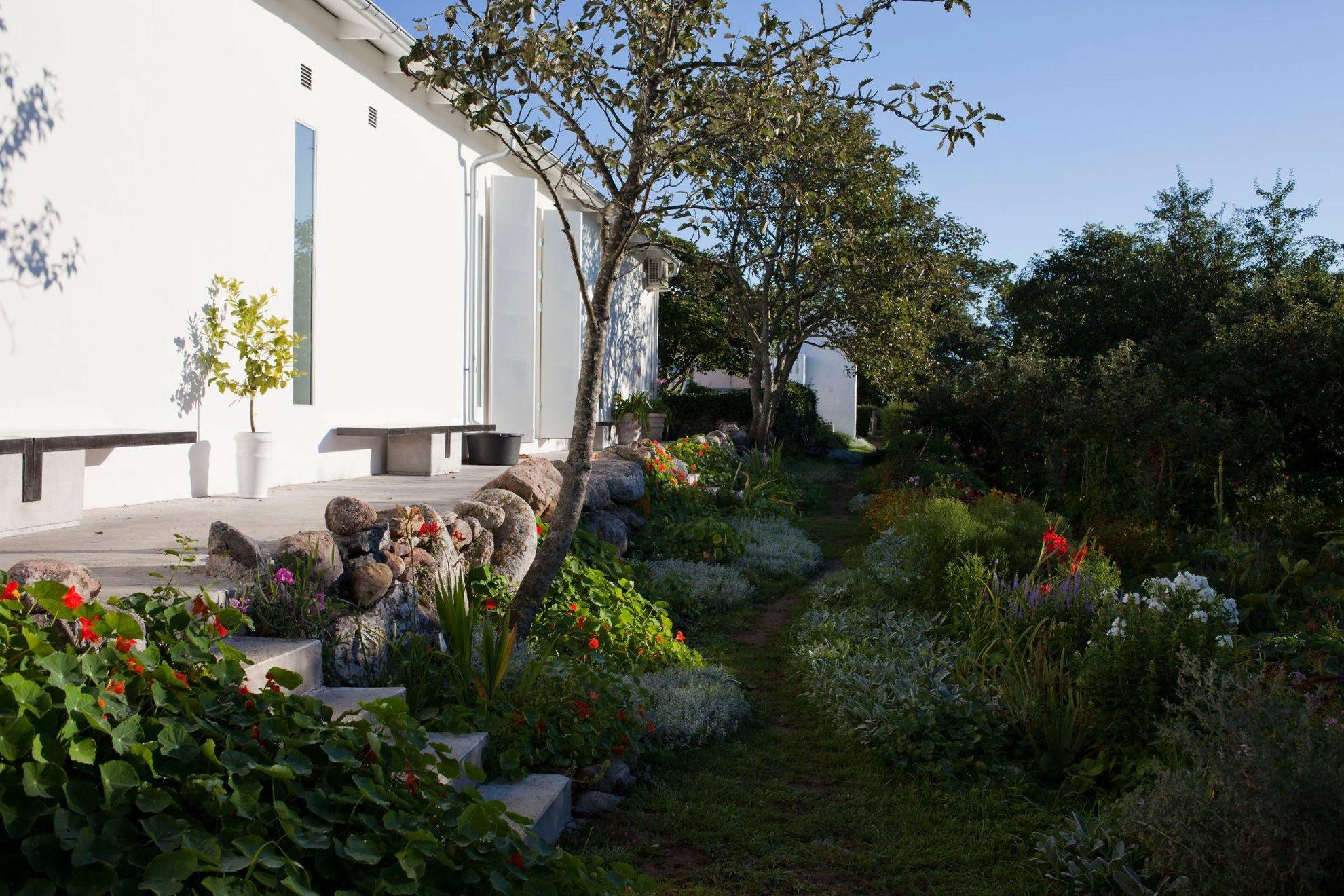Üppiger Garten mit einem kleinen Weg vor einem weißen Gebäude, in dem sich der Kirschgarten auf Gotland befindet.